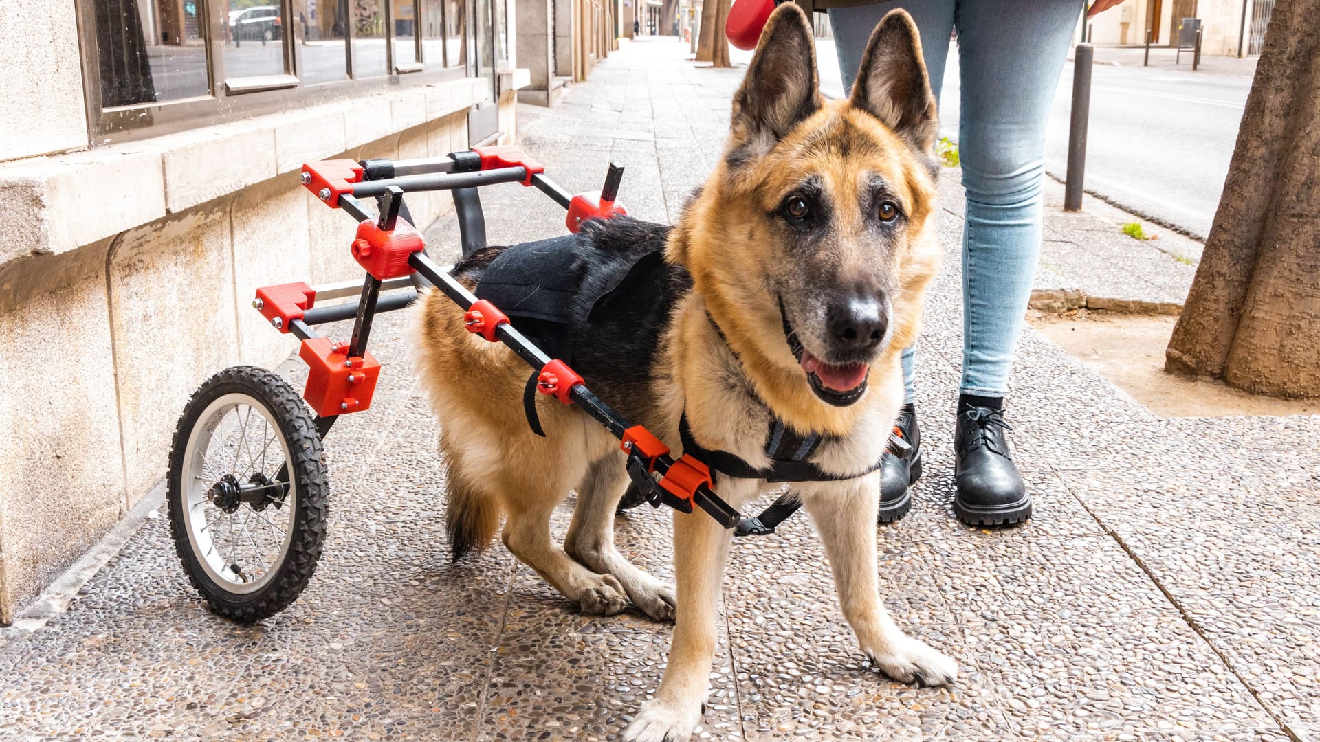 Ein Schäferhund im Rollstuhl.