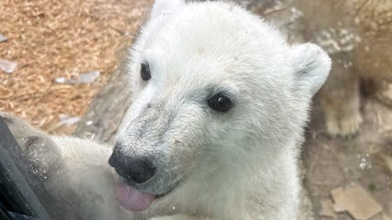 Eisbärbaby leckt an der Scheibe: Heute wird der Name des kleinen Stars im Karlsruher Zoo enthüllt.