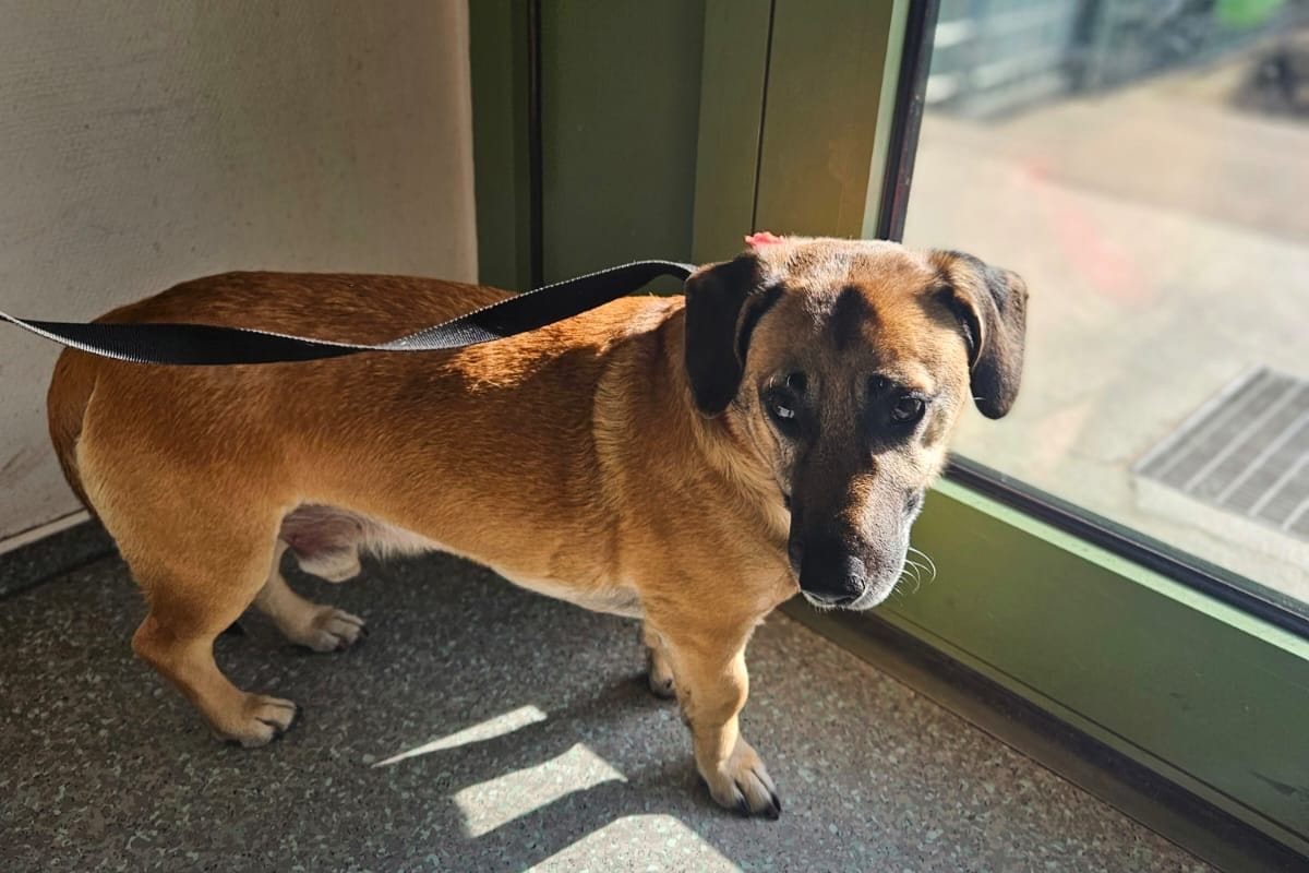 Der zutrauliche Mischlingshund war ohne seinen Besitzer im Hauptbahnhof unterwegs.