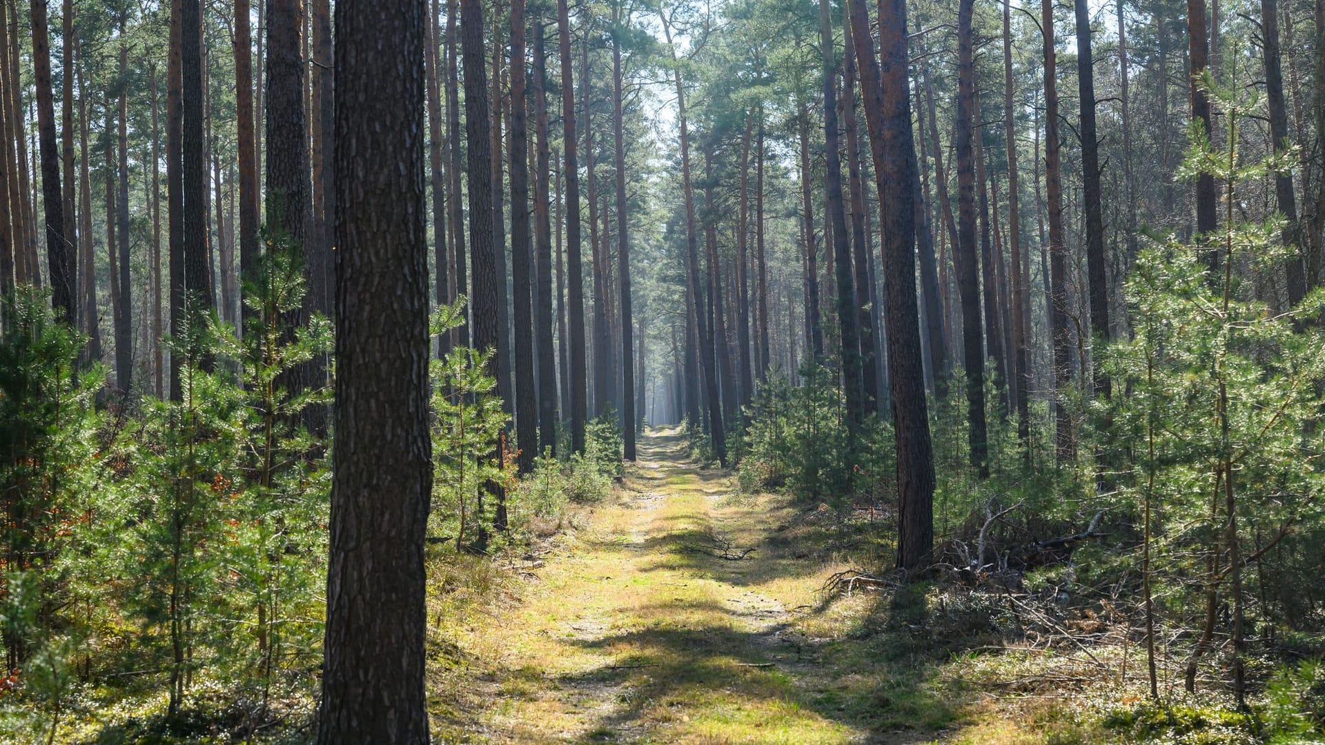 Waldbrandsaison beginnt