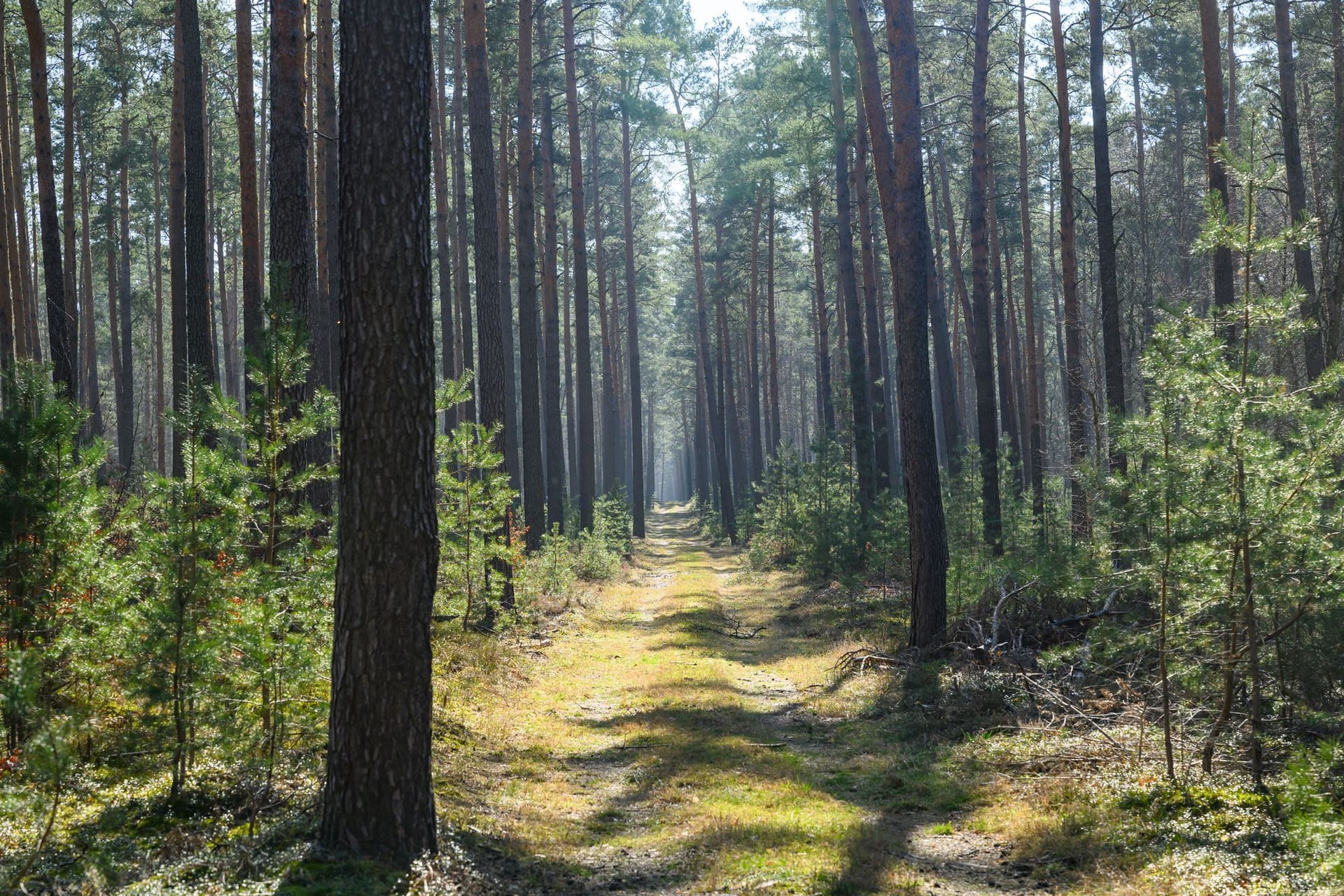 Waldbrandsaison beginnt