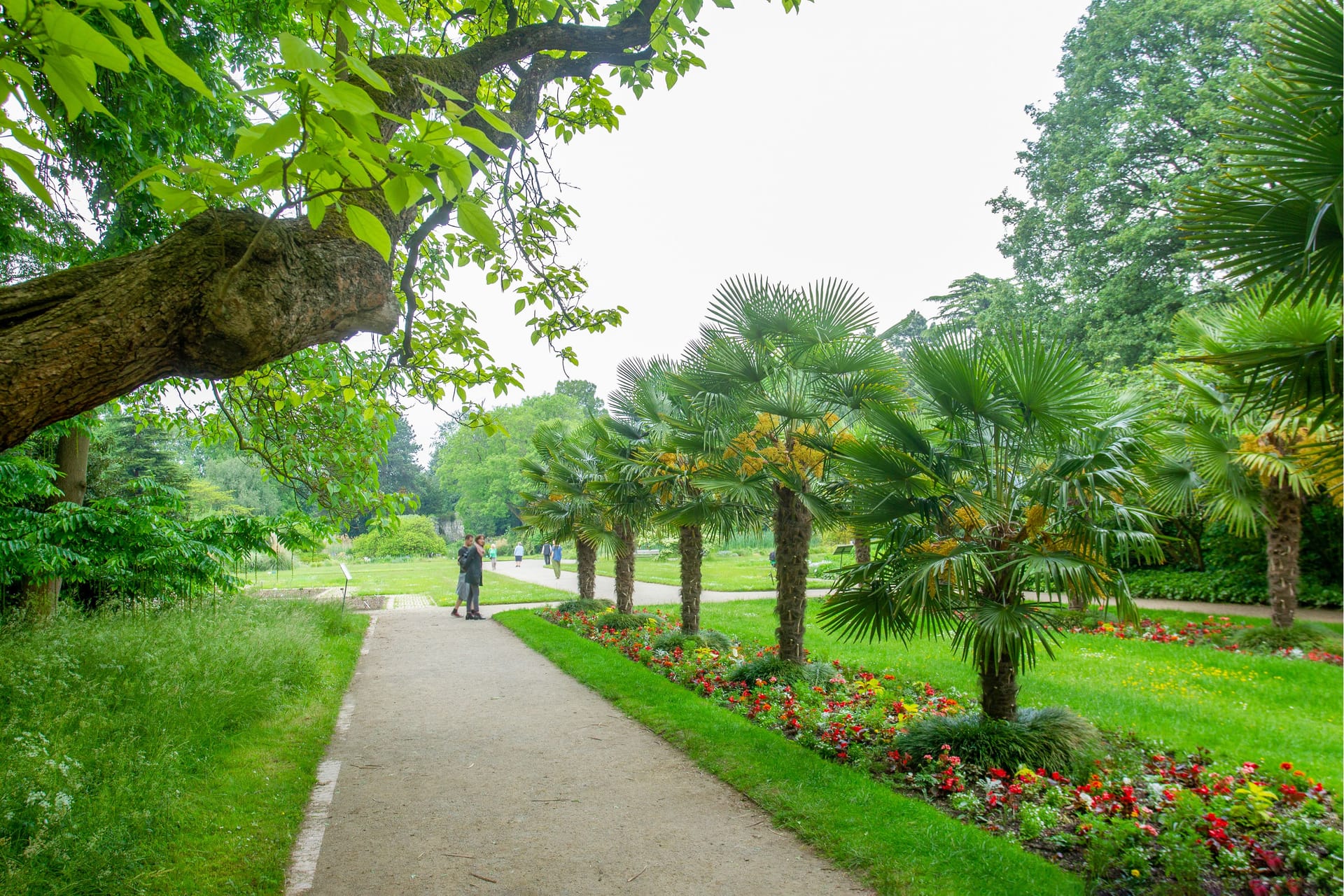 Palm Alley in Cologne Botanical garden Flora