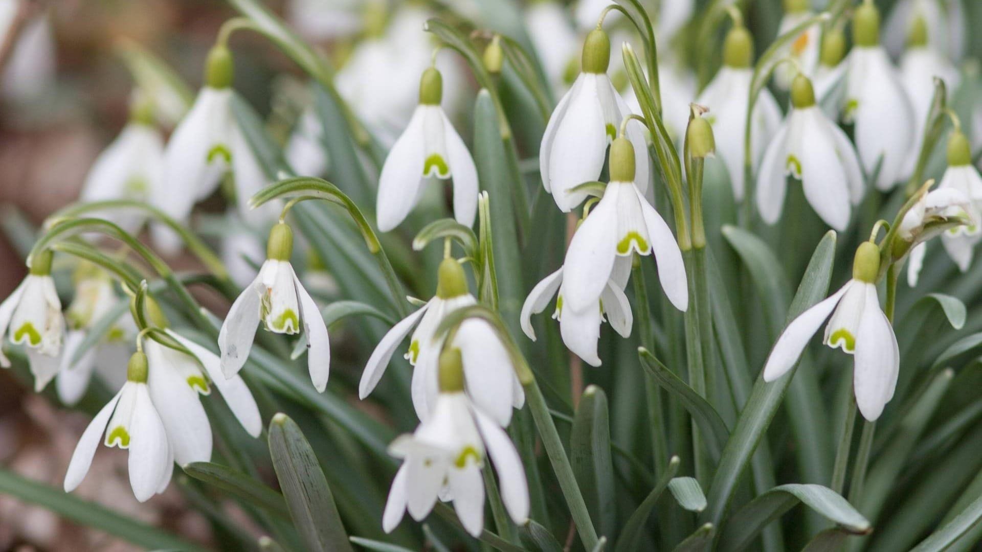 Schneeglöckchen Boten für den Frühling