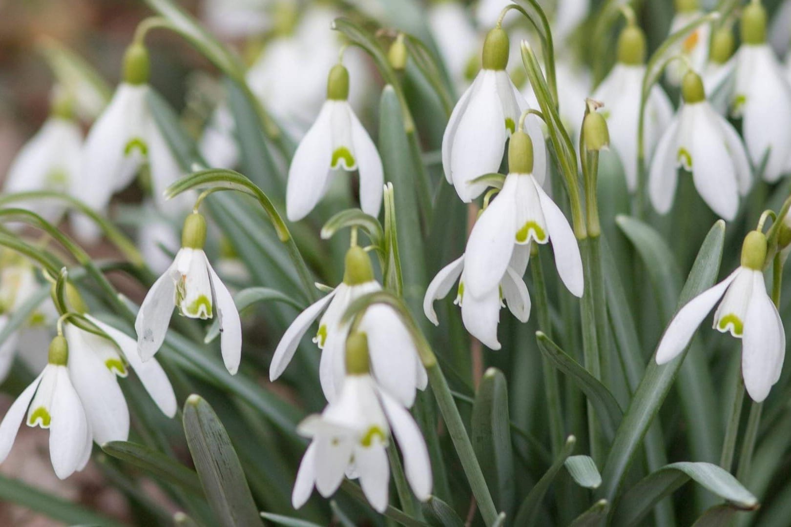 Schneeglöckchen Boten für den Frühling