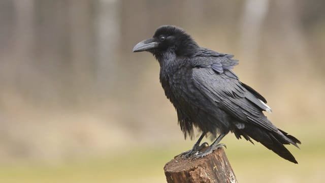 Rabenkrähe: Merkmale und Lebensweise des Rabenvogels Rabenkrähe: Merkmale und Lebensweise des Rabenvogels