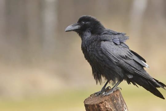 Rabenkrähe: Merkmale und Lebensweise des Rabenvogels