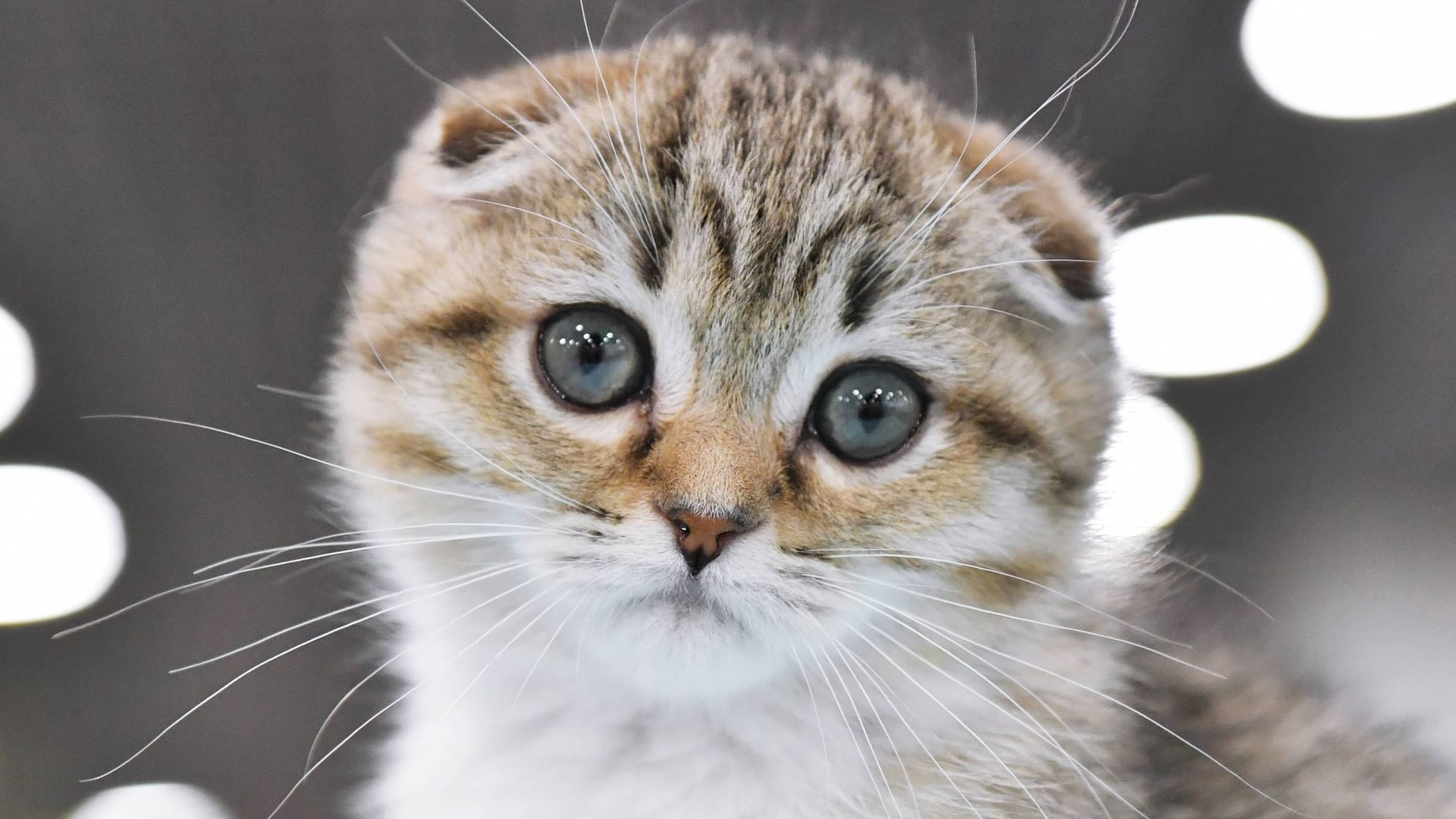 Eine Katze der Rasse Scottish Fold (Symbolbild): Die Tiere leiden ein Leben lang.
