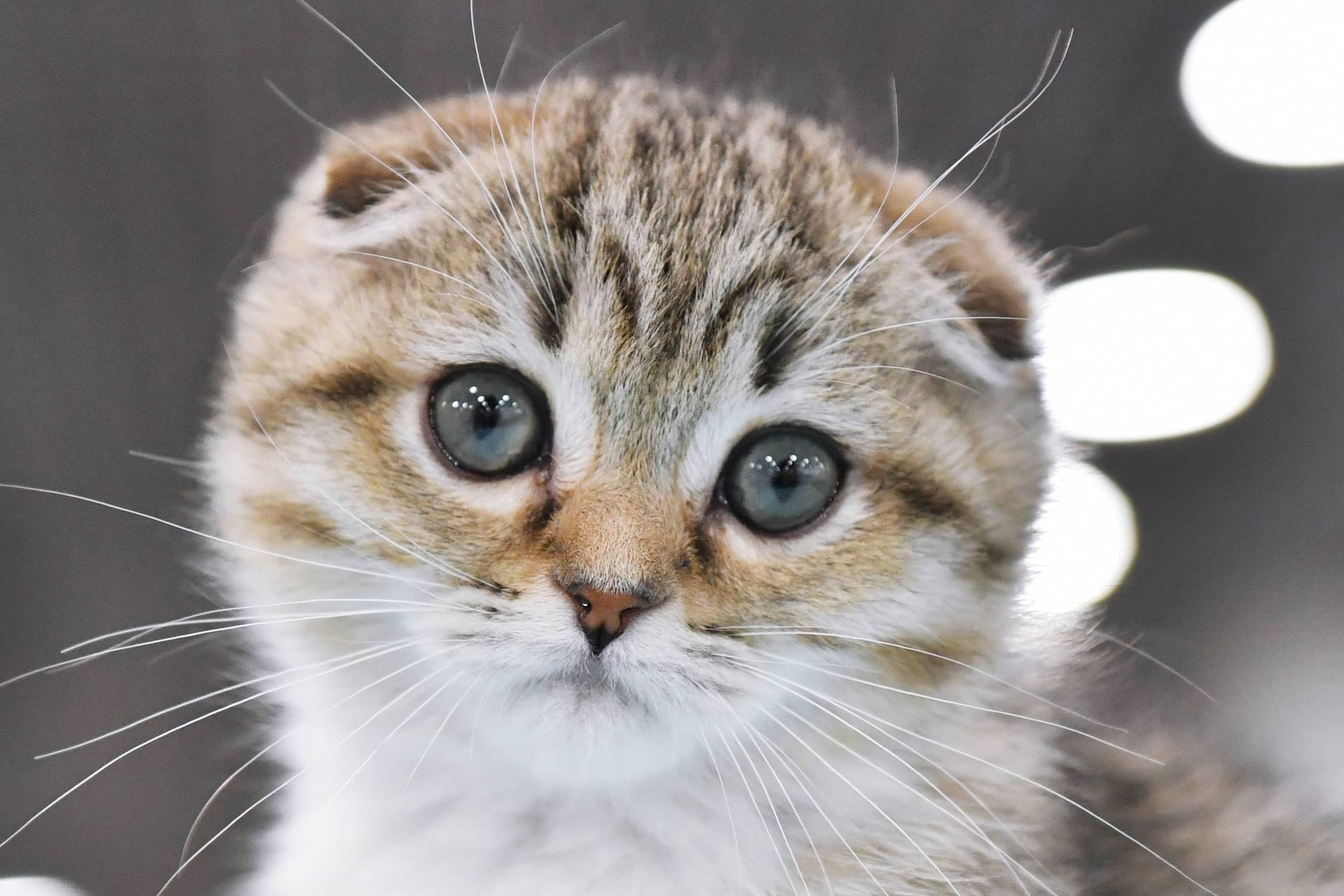 Eine Katze der Rasse Scottish Fold (Symbolbild): Die Tiere leiden ein Leben lang.