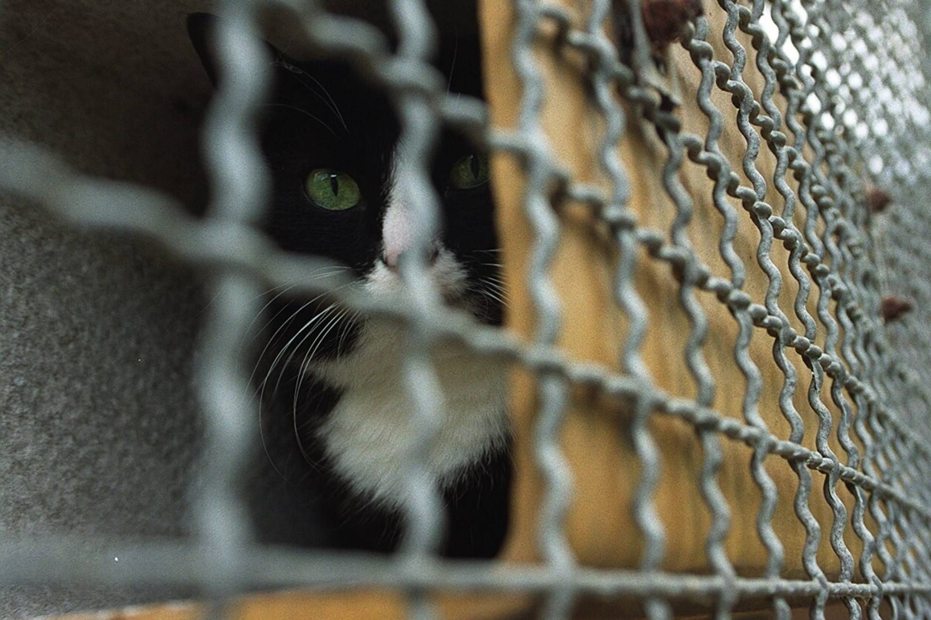 Katze schaut durch ein Gitter (Symbolbild): Nach vielen Jahren Ungewissheit konnte die Besitzerin aufatmen.