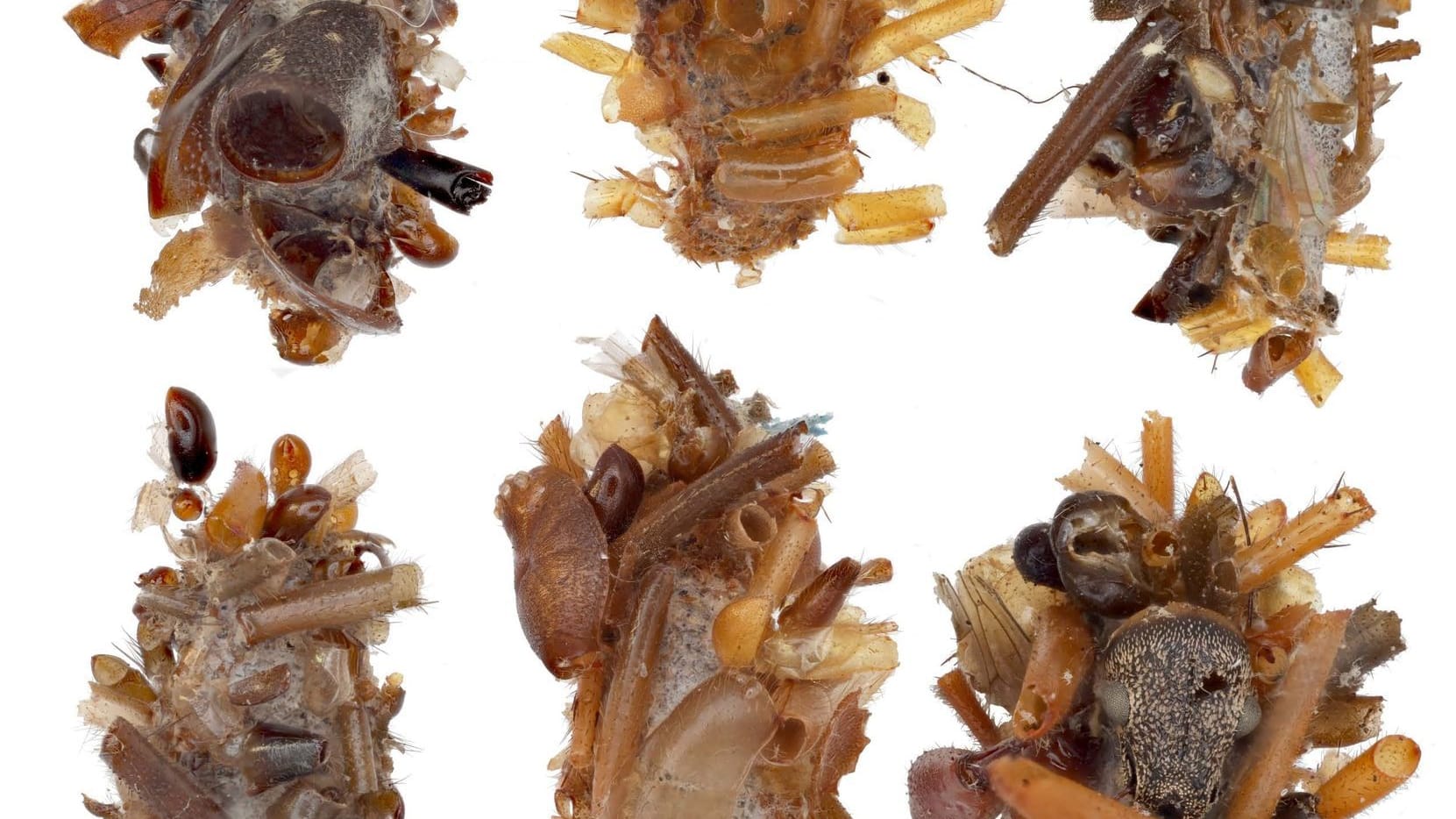 Knochensammler-Raupe trägt Überreste ihrer Beute als Tarnung