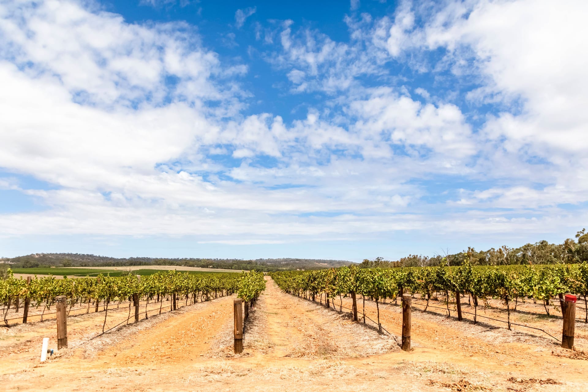 Eine extreme Trockenheit herrscht derzeit im Clare Valley, in Südaustralien. Eine extreme Trockenheit herrscht derzeit im Clare Valley, in Südaustralien.