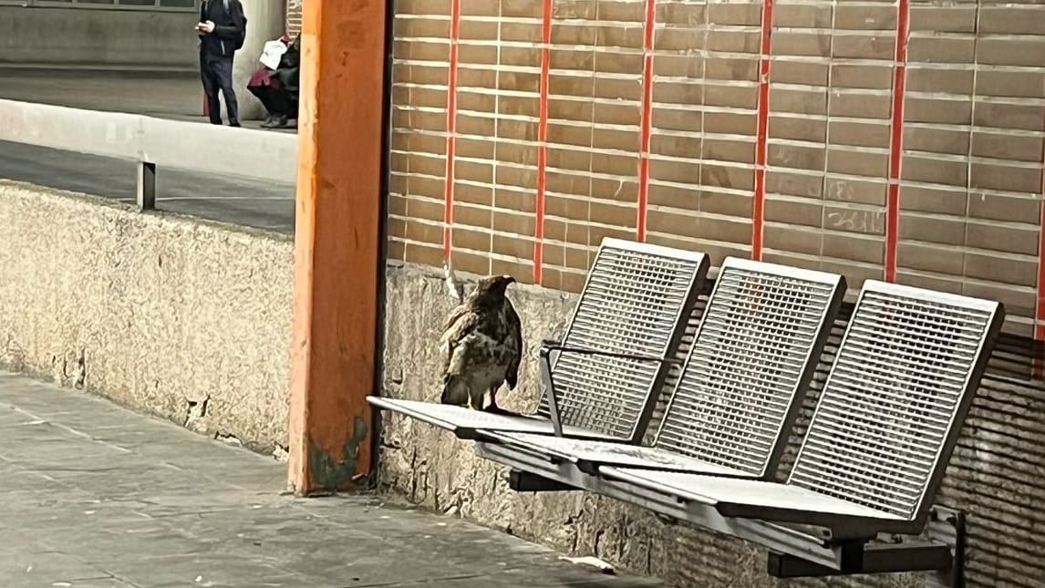 Ein verletzter Mäusebussard am Busbahnhof: Die Bundespolizei konnte das Tier gemeinsam mit der Feuerwehr einfangen.