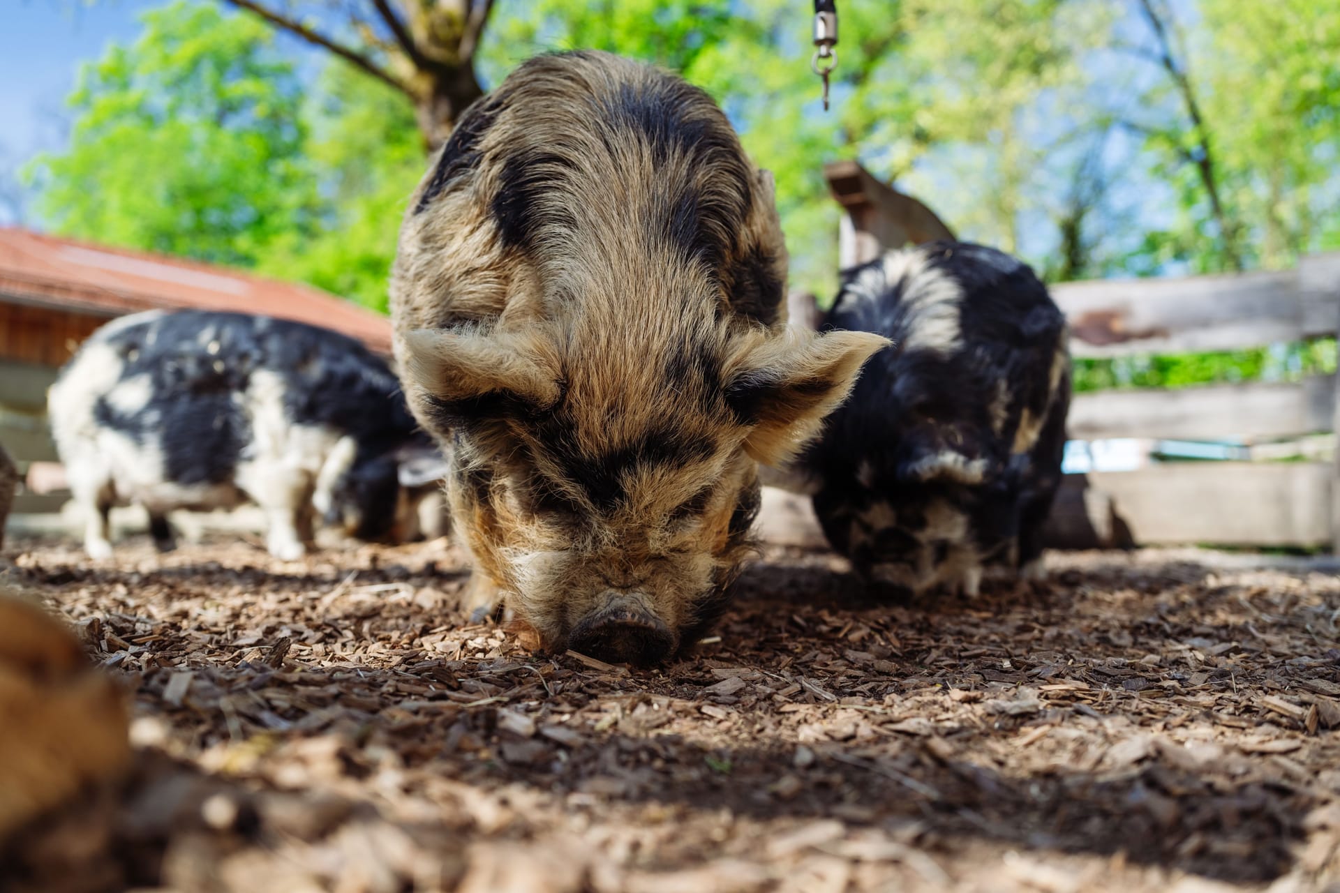 Der Kunekune-Eber: Er soll dem Tierpark im Idealfall Schweinenachwuchs besorgen.