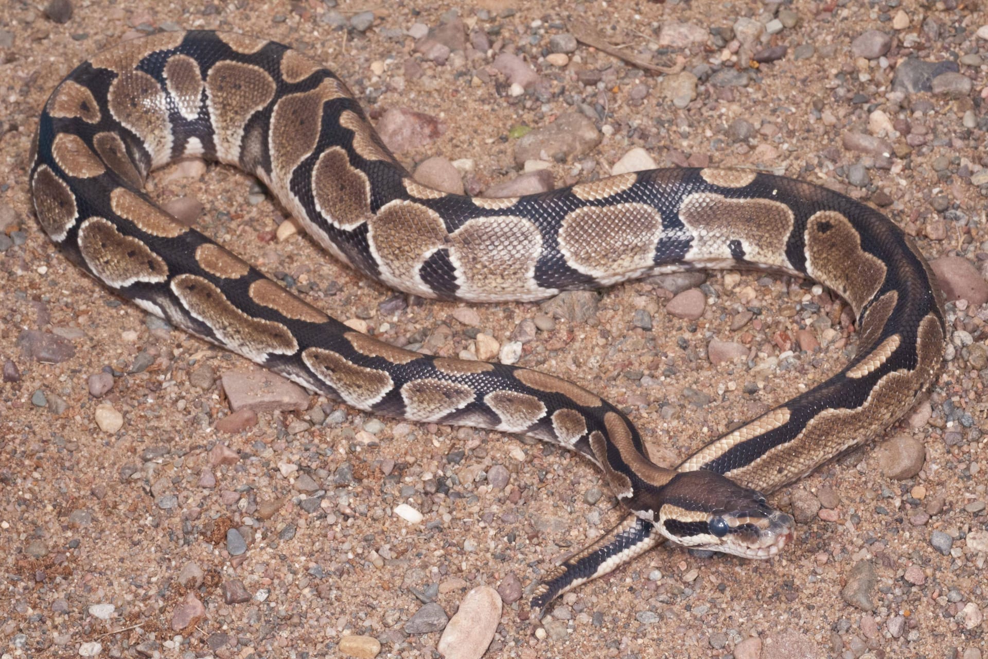 imago images 196580009