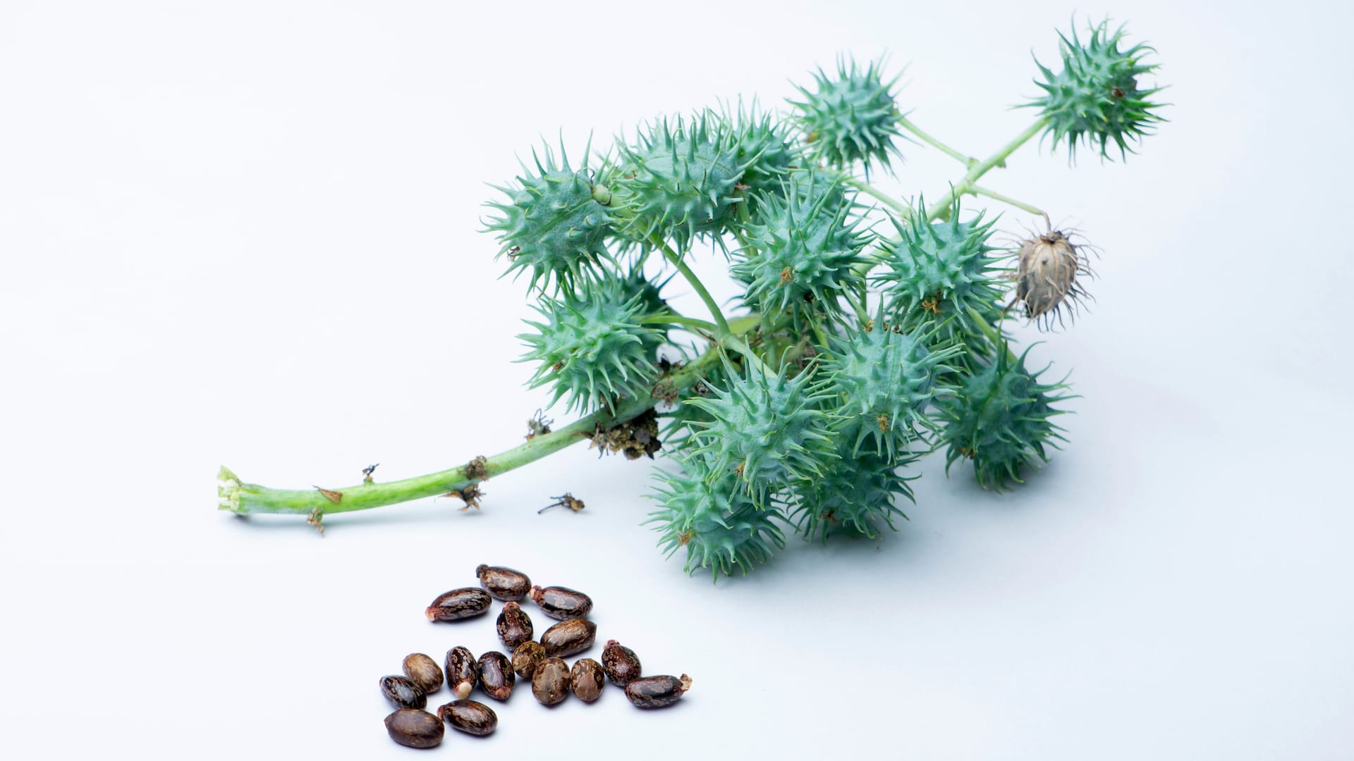 Ayurvedic castor oil seeds, Ricinus communis, Chemical Components - Ricine, poisonus. Used medicinally. Satara, Maharashtra, India