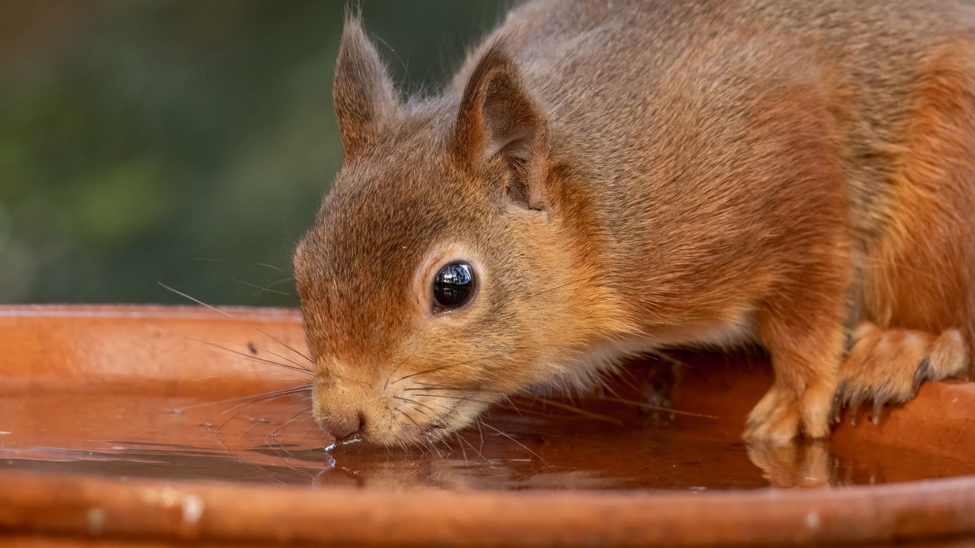 Squirrel drinking from a terracotta bowl