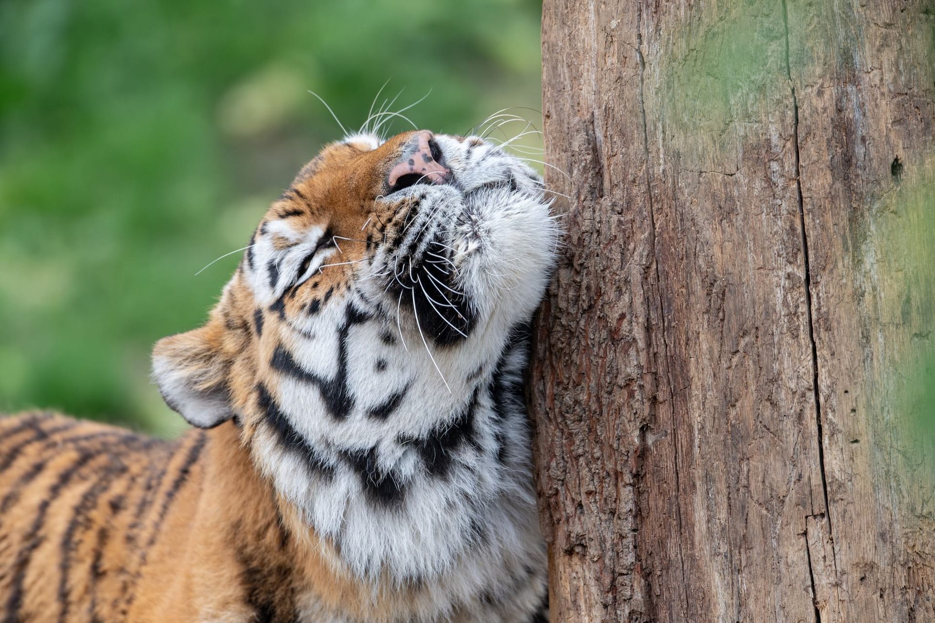Einer der im Kölner Zoo geborenen Amurtiger: Tochka und Timur sind vor wenigen Tagen ein Jahr alt geworden.