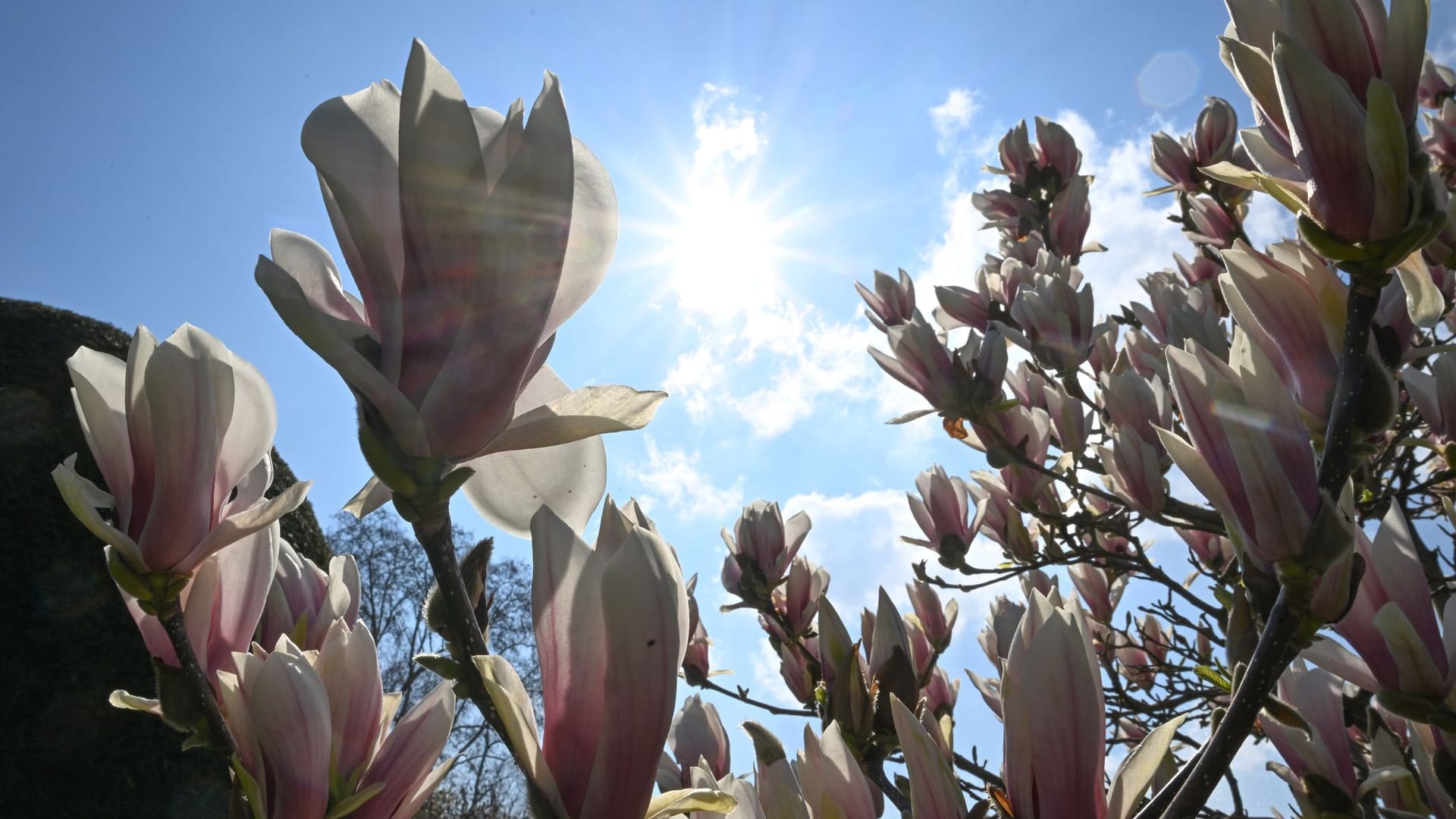 Magnolienblüte in der Wilhelma Stuttgart
