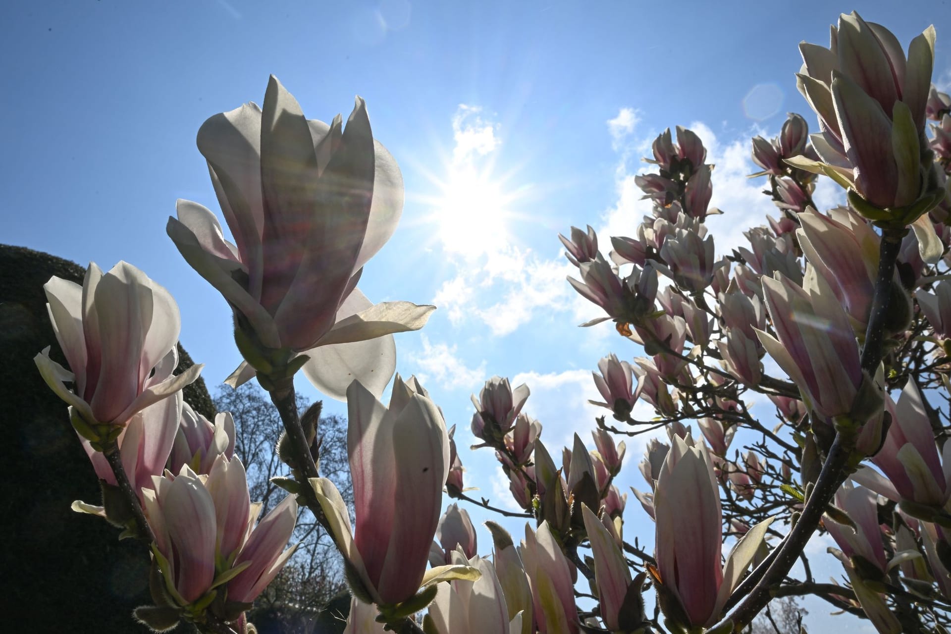 Magnolienblüte in der Wilhelma Stuttgart