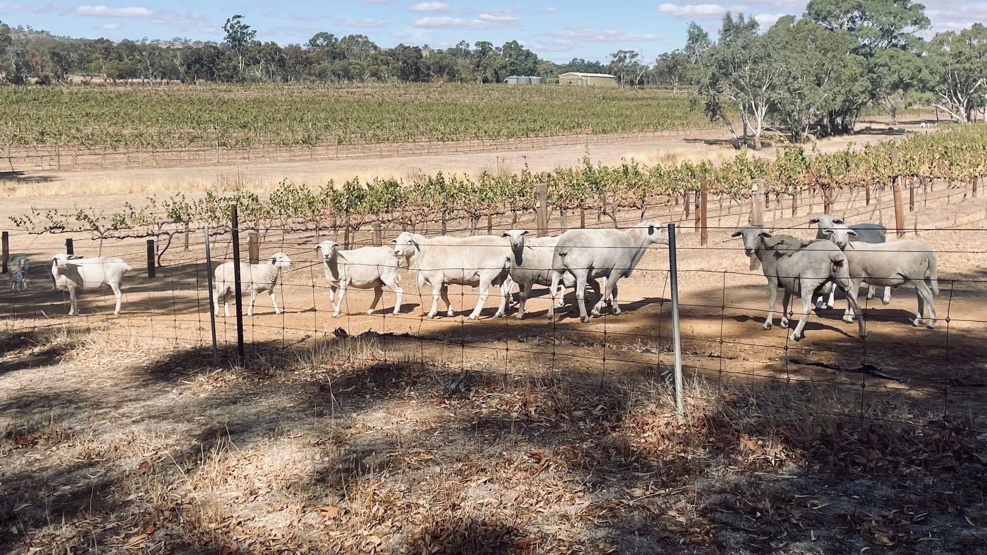 Weinanbau im Clare Valley: Die Region wird derzeit von einer großen Trockenheit heimgesucht.