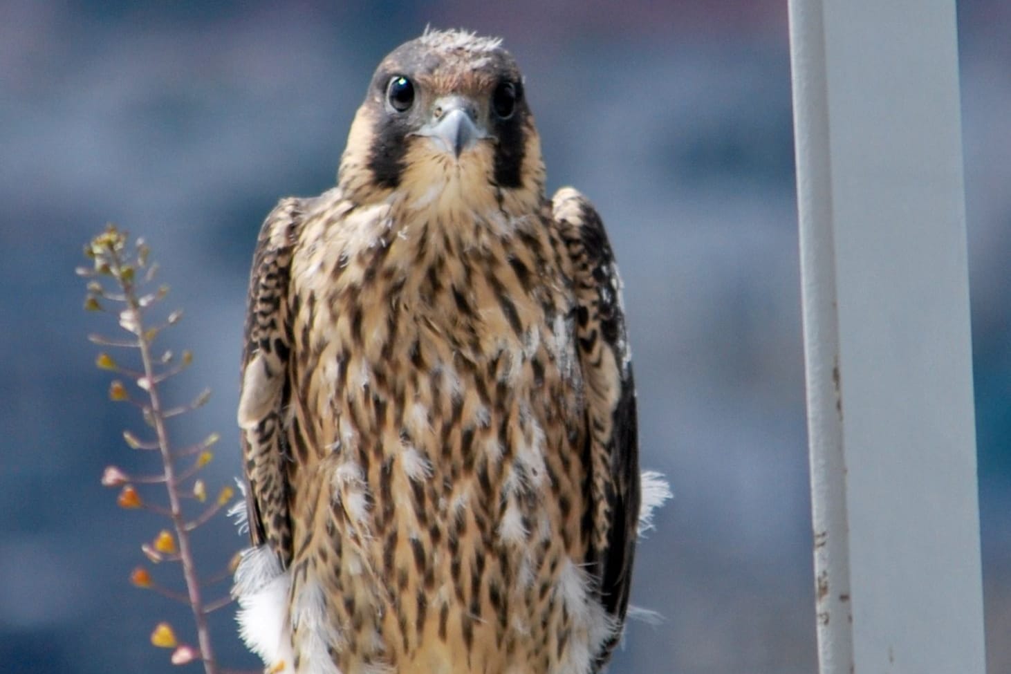 Ein junger Wanderfalke sitzt auf dem Dach des Commerzbank-Hochhauses in Frankfurt (Archivbild): Die Vögel wählen den hohen Standort für ihr Nest bewusst.