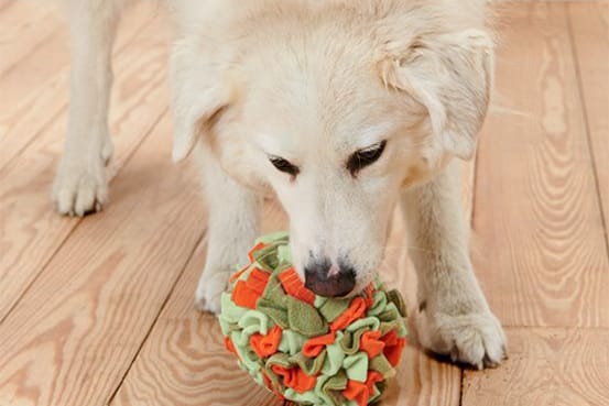 Der Tierschnüffelball von Tchibo beschäftigt Hunde bei Langeweile.
