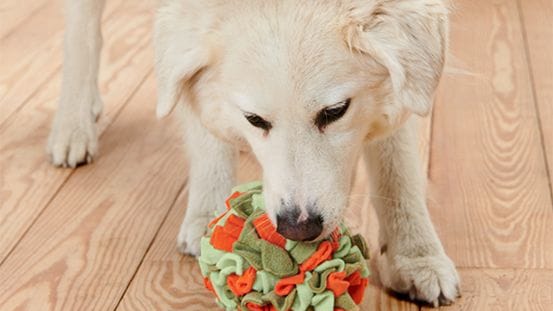 Der Tierschnüffelball von Tchibo beschäftigt Hunde bei Langeweile.