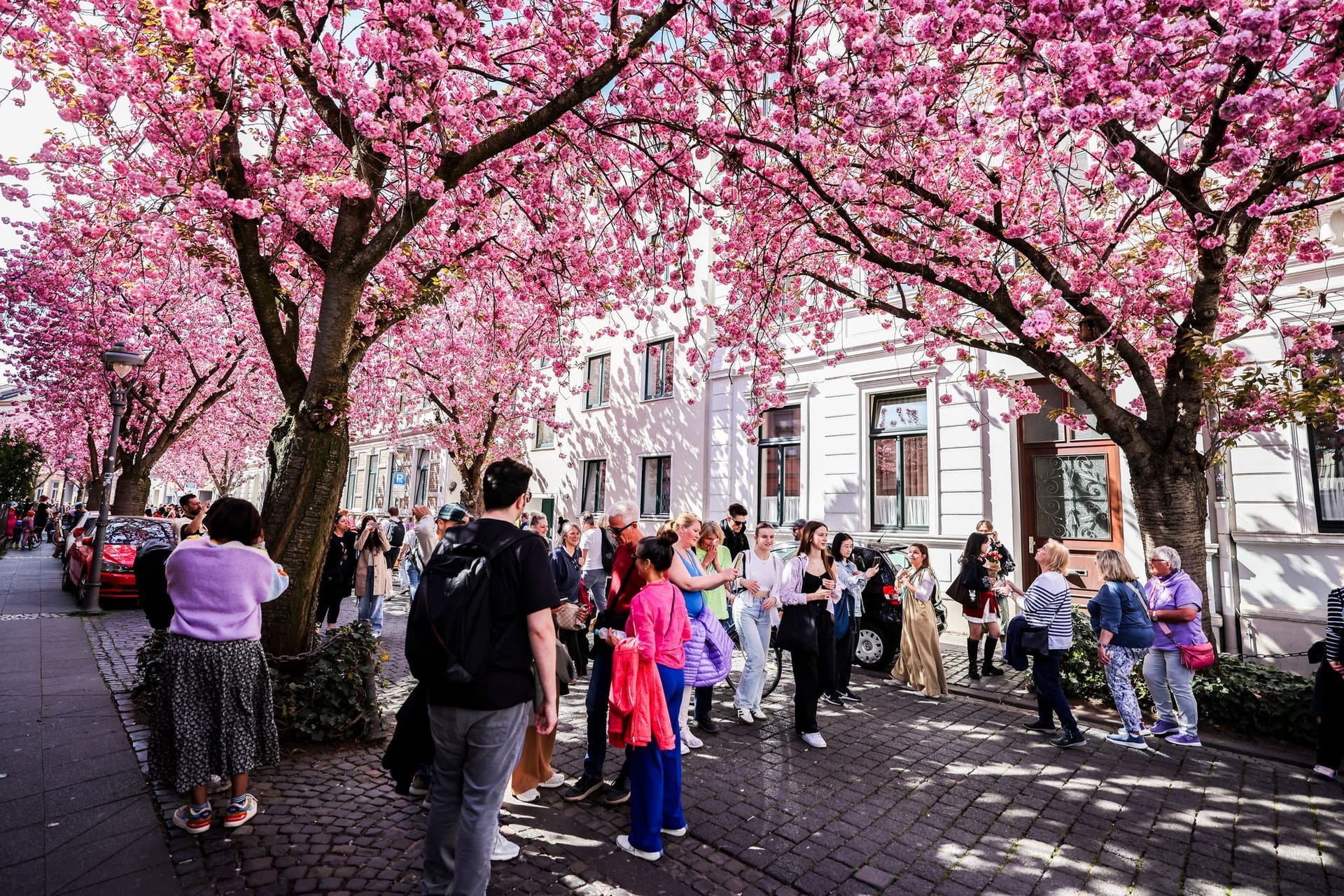 Kirschblüte in Bonn