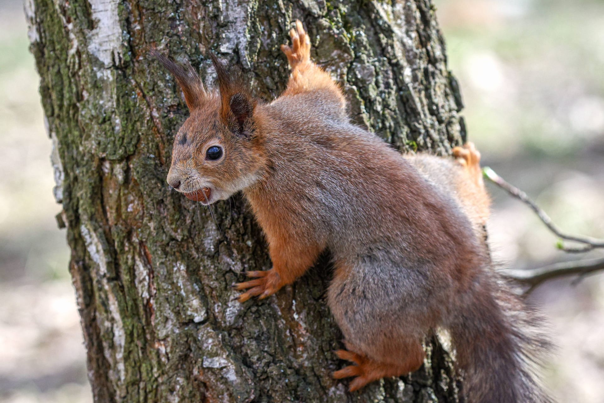 Eichhörnchen am Baum (Archivbild): Für die Tiere wird es immer schwieriger, Flüssigkeit zu finden.