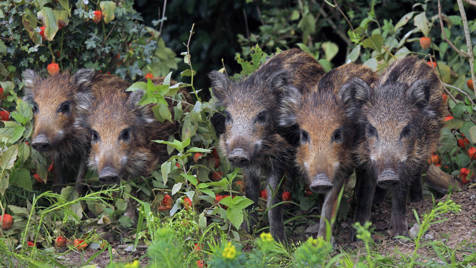 Fünf Frischlinge in einem Garten (Archivbild): Die Tiere sorgten für Ärgernisse bei den Anwohnenden. Fünf Frischlinge in einem Garten (Archivbild): Die Tiere sorgten für Ärgernisse bei den Anwohnenden.