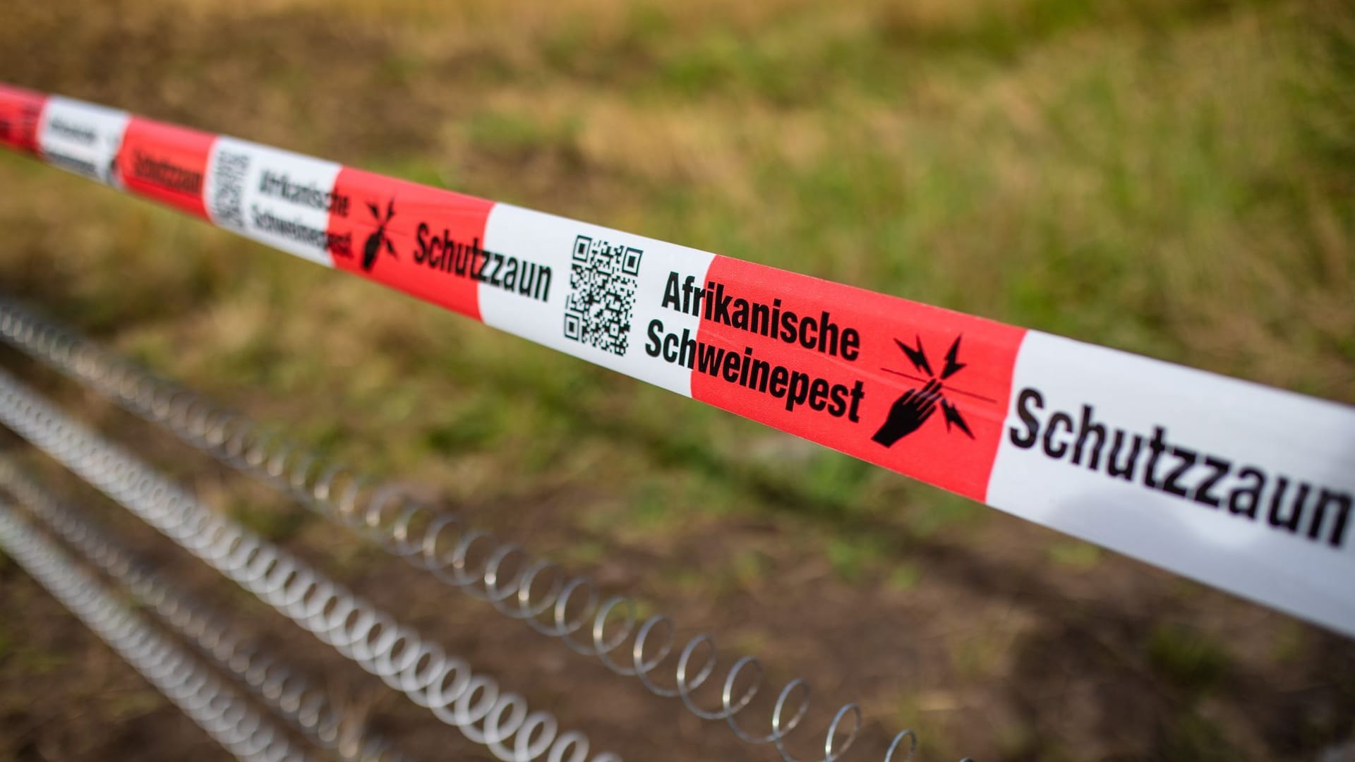 Schutzzäune gegen Afrikanische Schweinepest