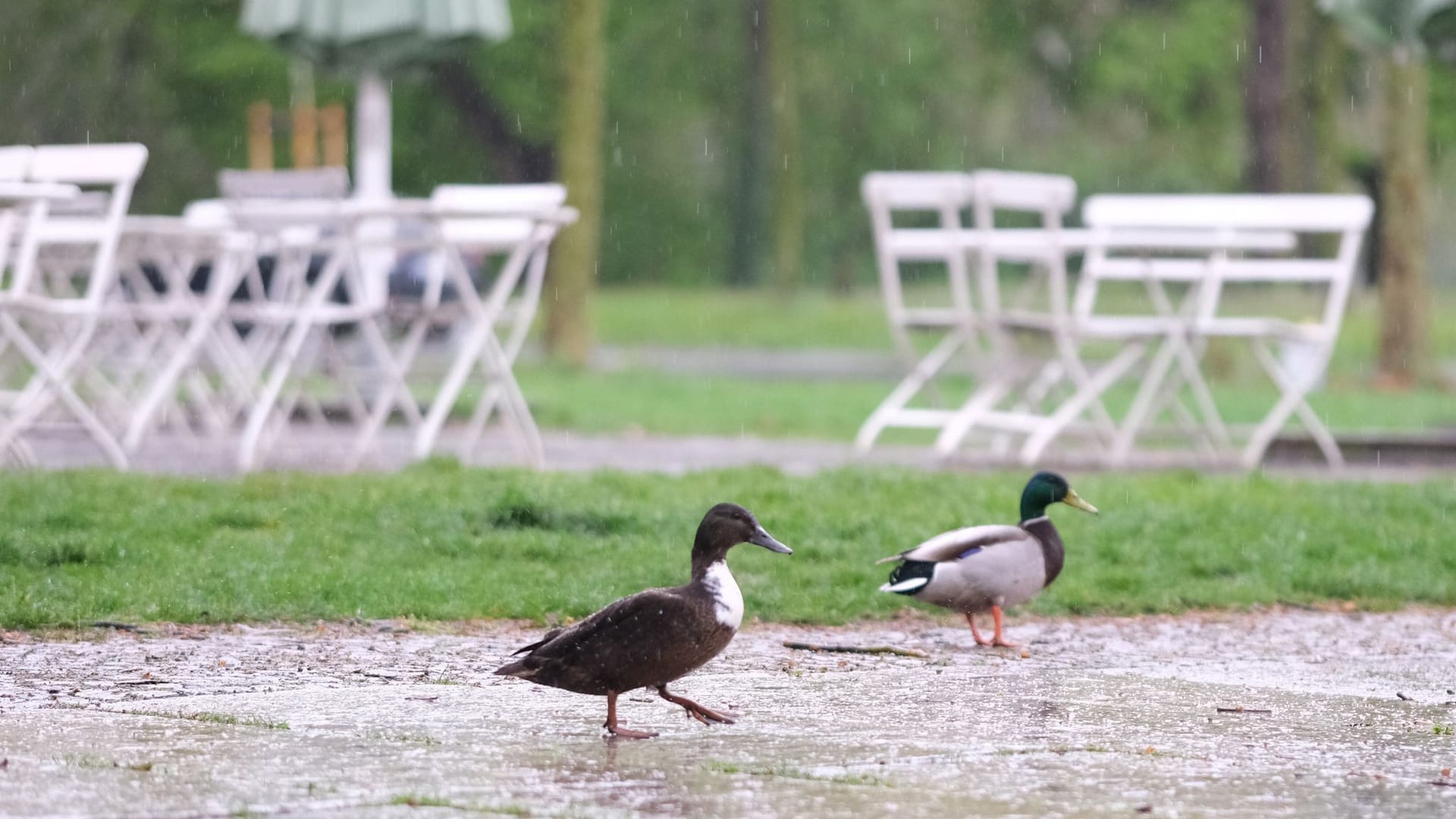 Enten im Regen (Archivbild): Das Wochenende bringt vielerorts Regen.