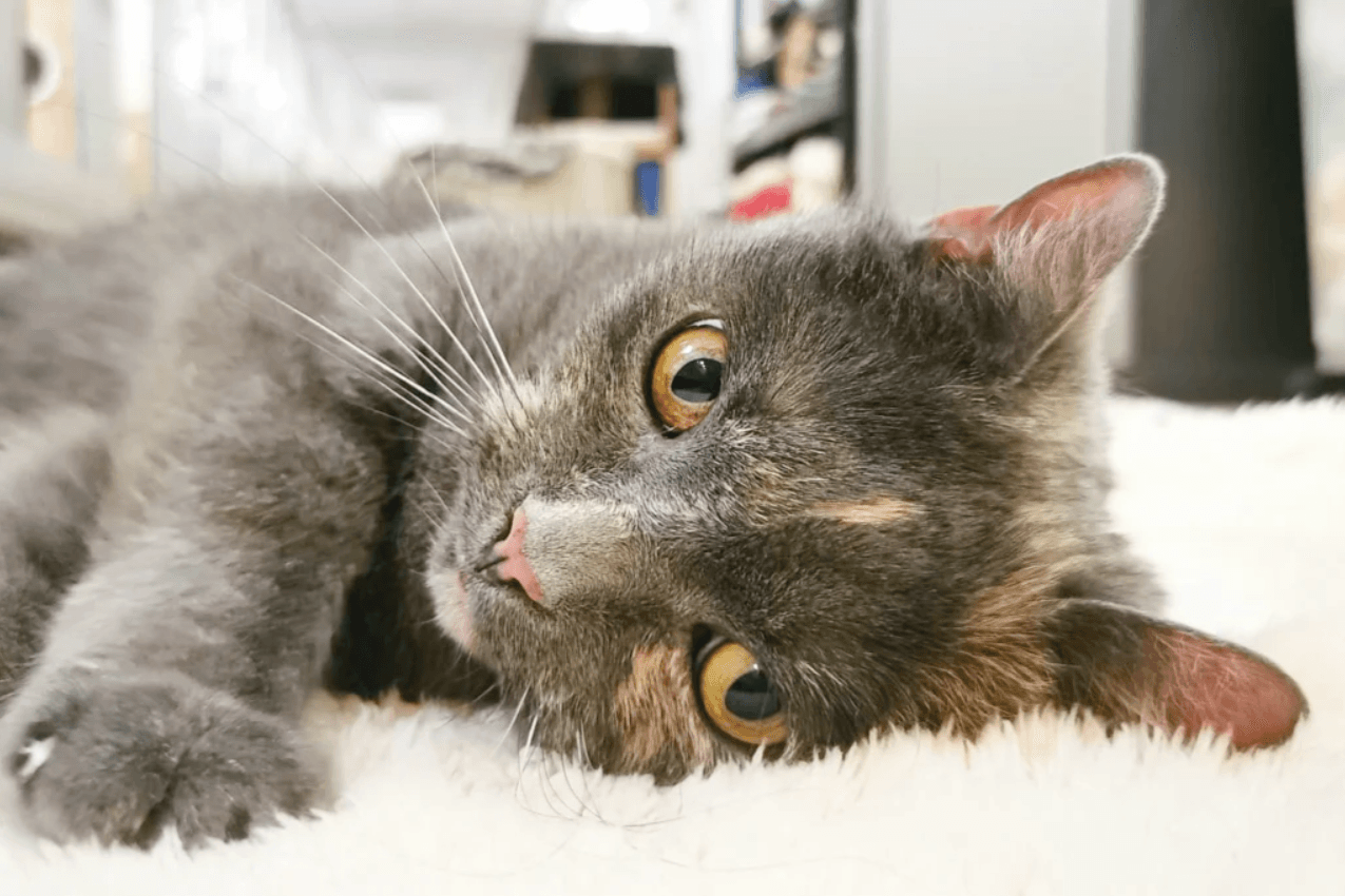 Katze Tessa: Sie hat unter anderem eine Kehlkopflähmung.