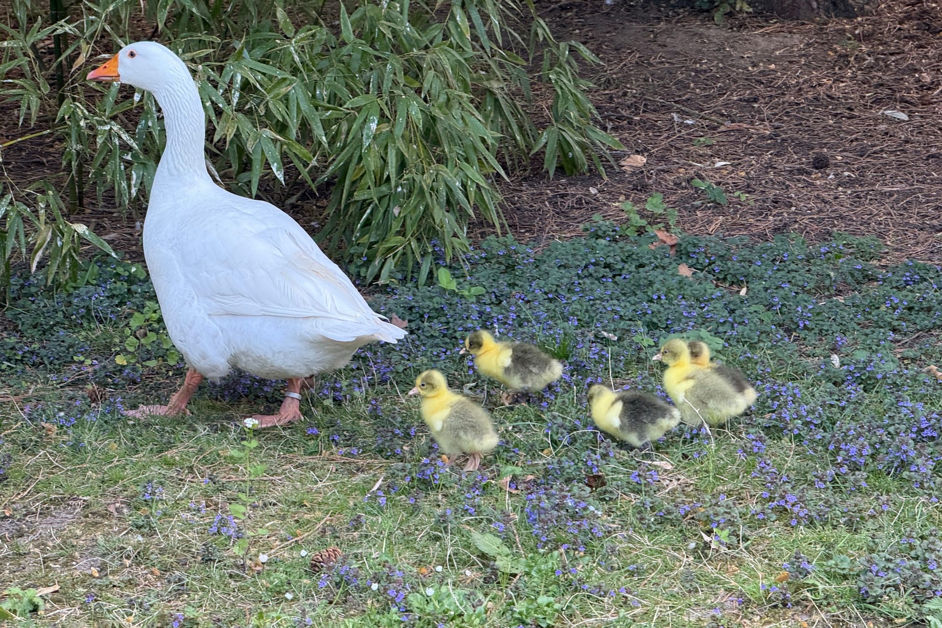 Die kleine Familie erkundet das Gehege: Die Küken sind erst vor wenigen Tagen geschlüpft.
