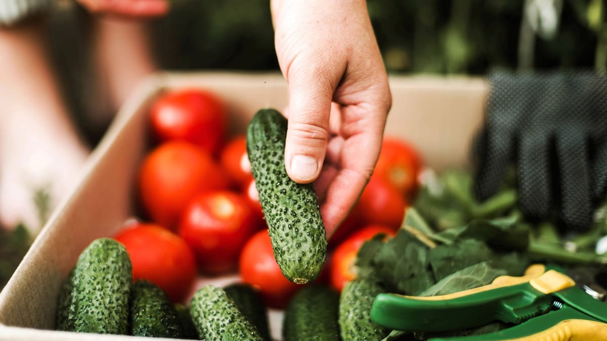 Gurke und Tomate zusammen pflanzen Harmonie im Gemüsebeet?