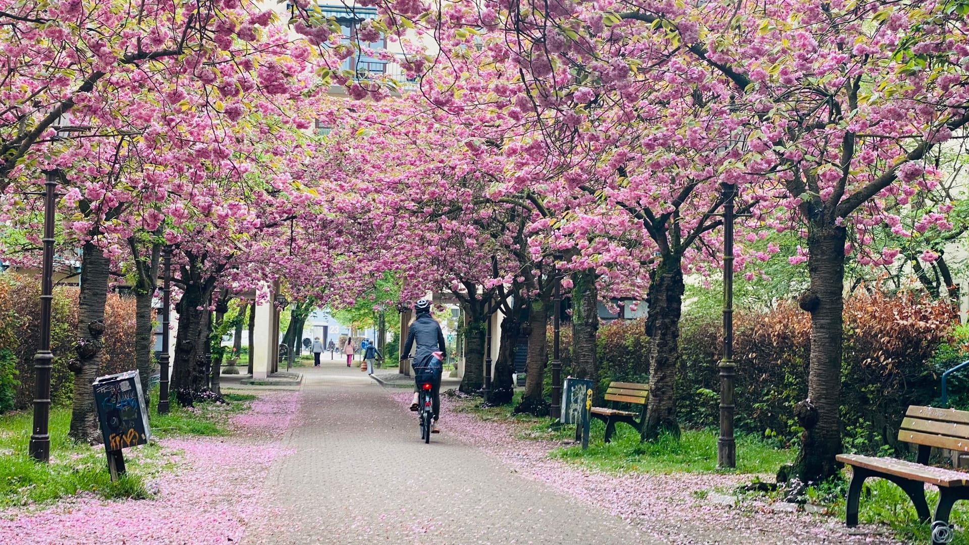 Kirschblüte in Braunschweig: Diese Allee ist eine beliebte Anlaufstelle für Fotos. Kirschblüte in Braunschweig: Diese Allee ist eine beliebte Anlaufstelle für Fotos.