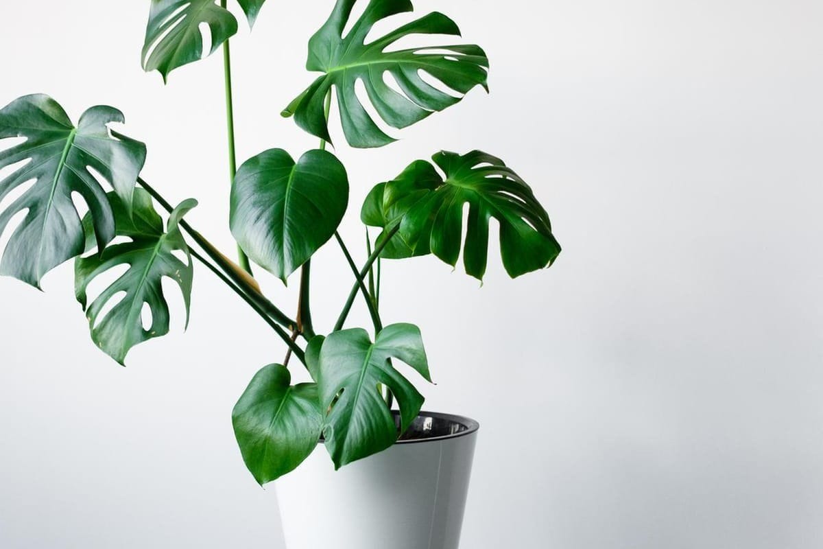 Monstera durch Ableger vermehren: So funktioniert es