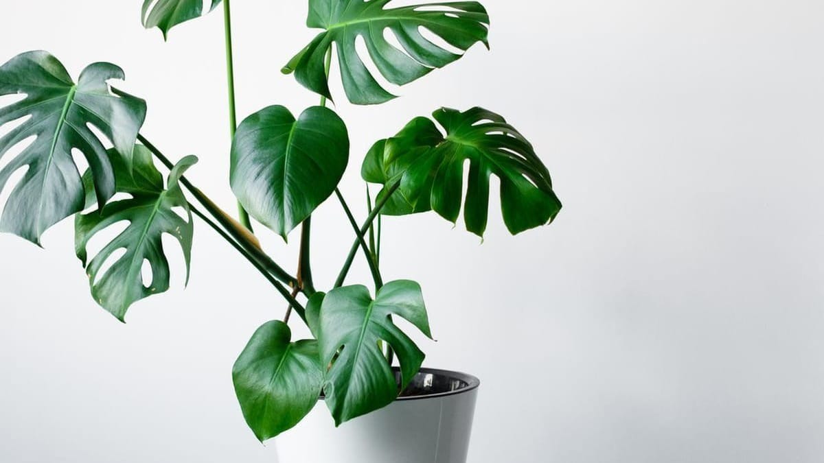 Monstera durch Ableger vermehren: So funktioniert es Monstera durch Ableger vermehren: So funktioniert es