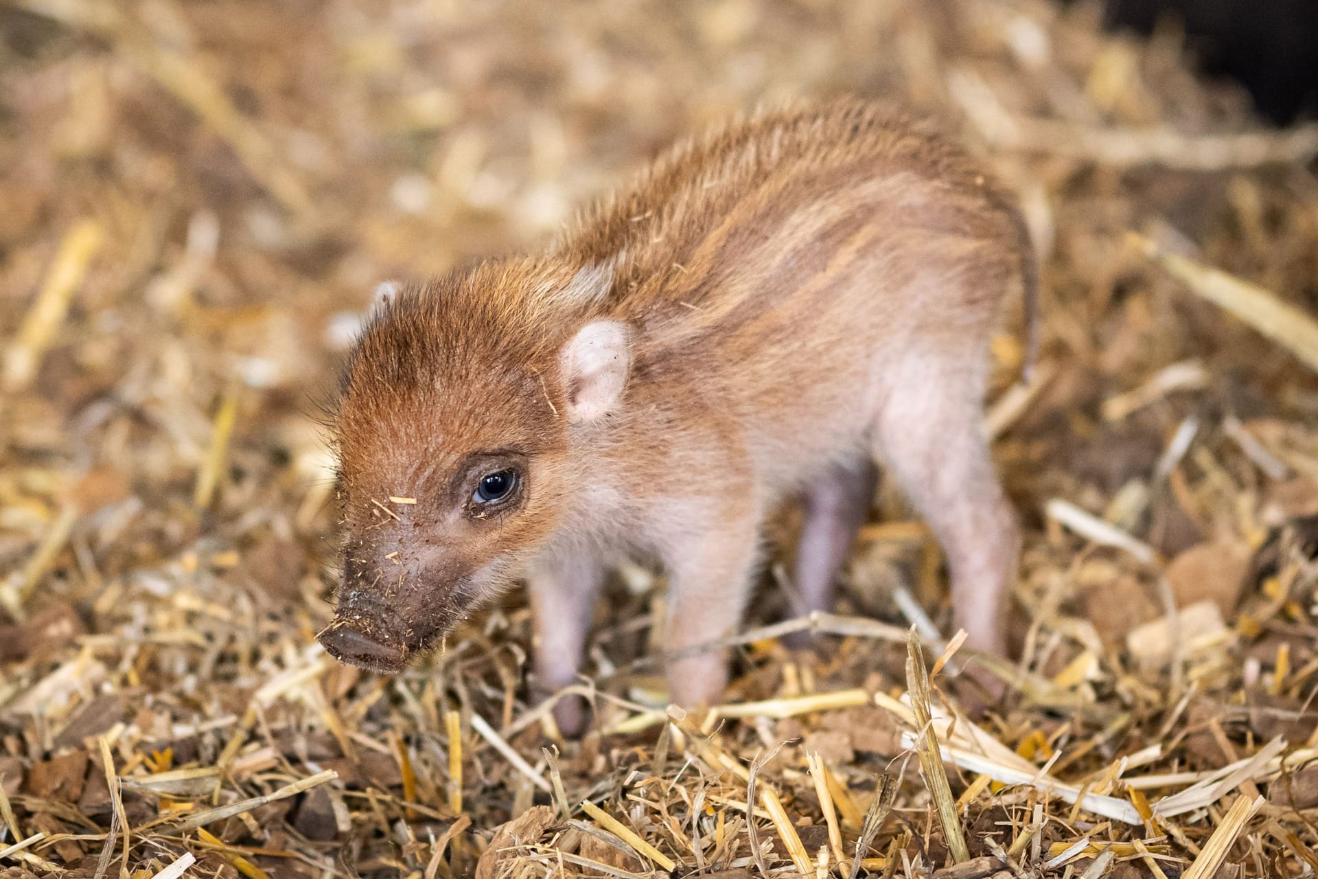 Das Visayas-Pustelschwein-Baby: Der Nachwuchs kam Ende März auf die Welt.