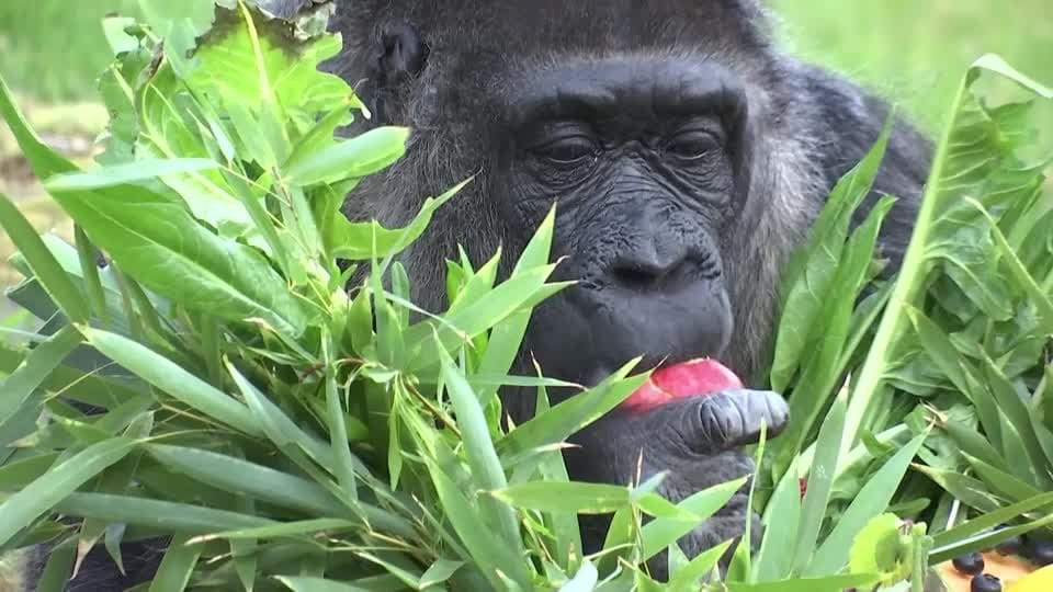 GORILLA-GEBURTSTAG/