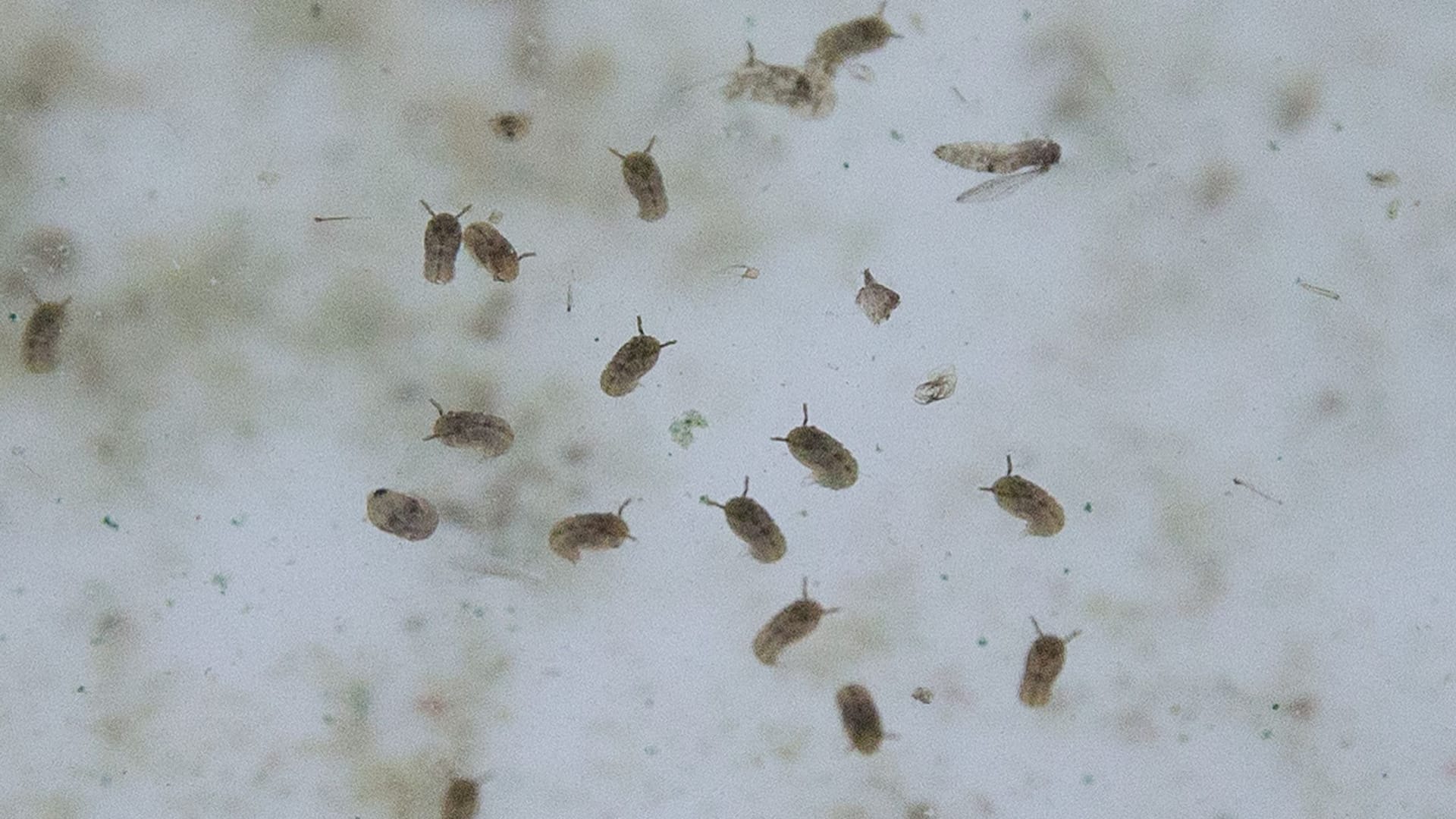Oropouche virus: First fatalities in Brazil Oropouche virus: First fatalities in Brazil