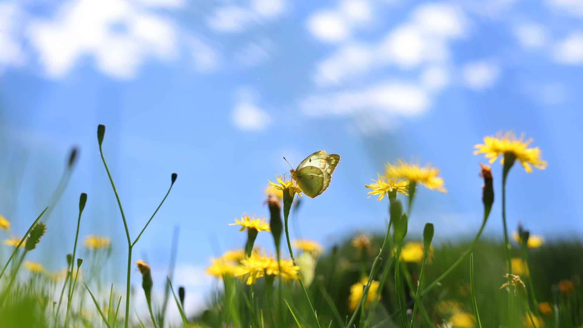 Schmetterling auf Blumenwiese Schmetterling auf Blumenwiese