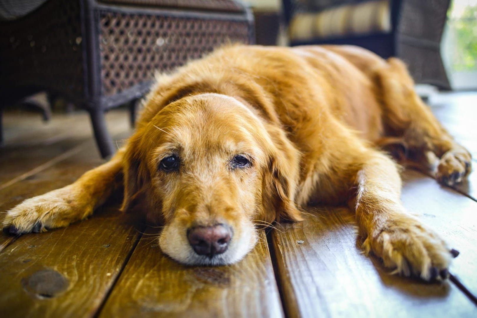Rüstige Senioren: Golden Retriever werden zwischen zwölf und 14 Jahre alt