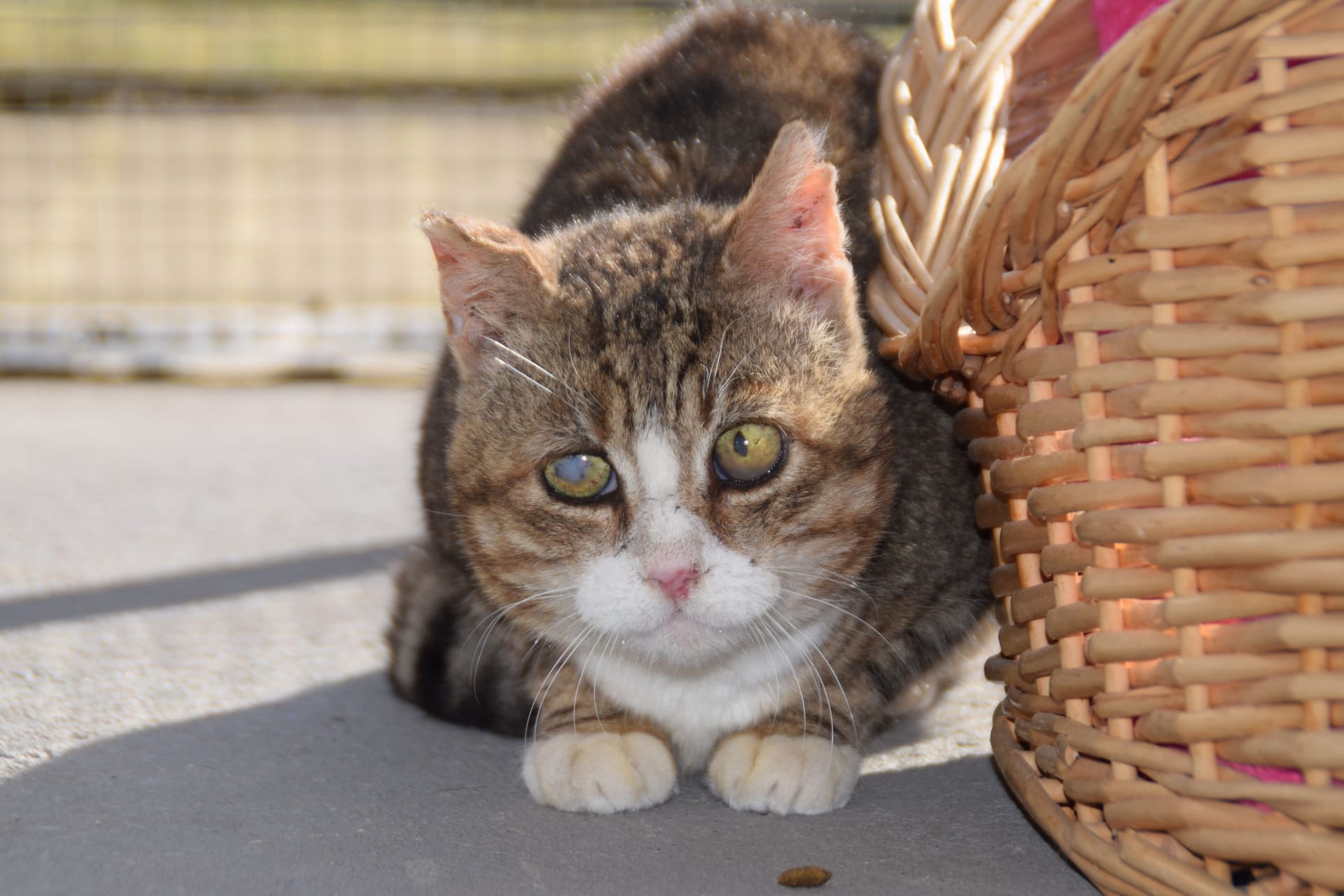 Katze im Tierheim (Archivbild): Aufgrund stark gestiegener Kosten unterstützt die Stadt Köln lokale Tierheime.