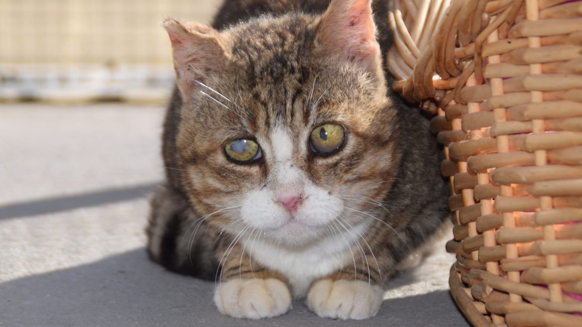 Katze im Tierheim (Archivbild): Aufgrund stark gestiegener Kosten unterstützt die Stadt Köln lokale Tierheime.