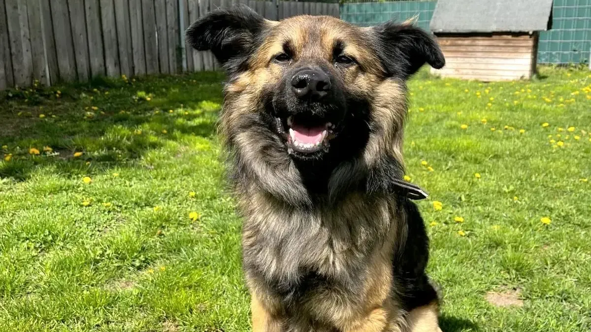 Der junge Mischlingshund Snufkin kam als Fundhund ins Hamburger Tierheim. Der junge Mischlingshund Snufkin kam als Fundhund ins Hamburger Tierheim.