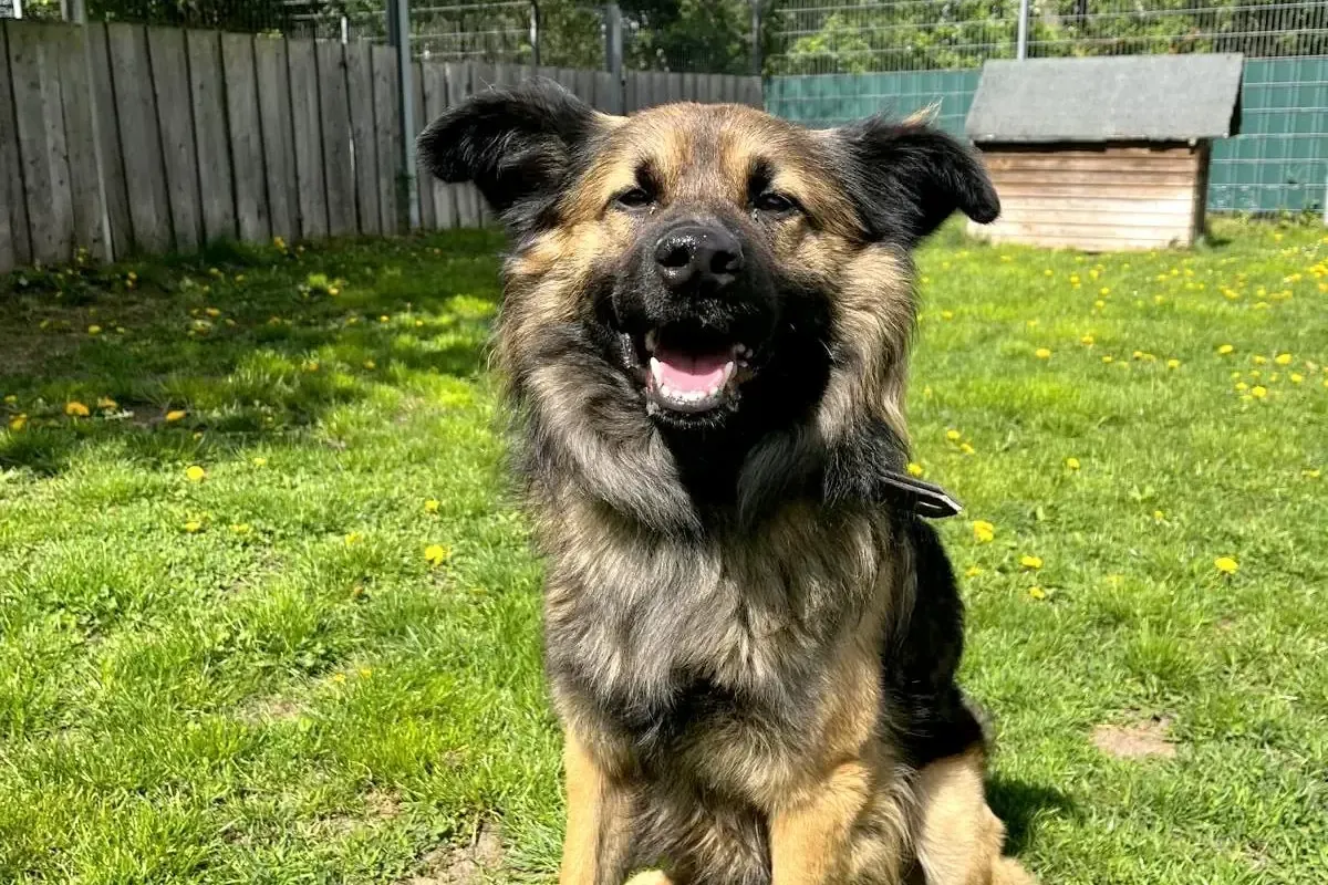 Der junge Mischlingshund Snufkin kam als Fundhund ins Hamburger Tierheim.
