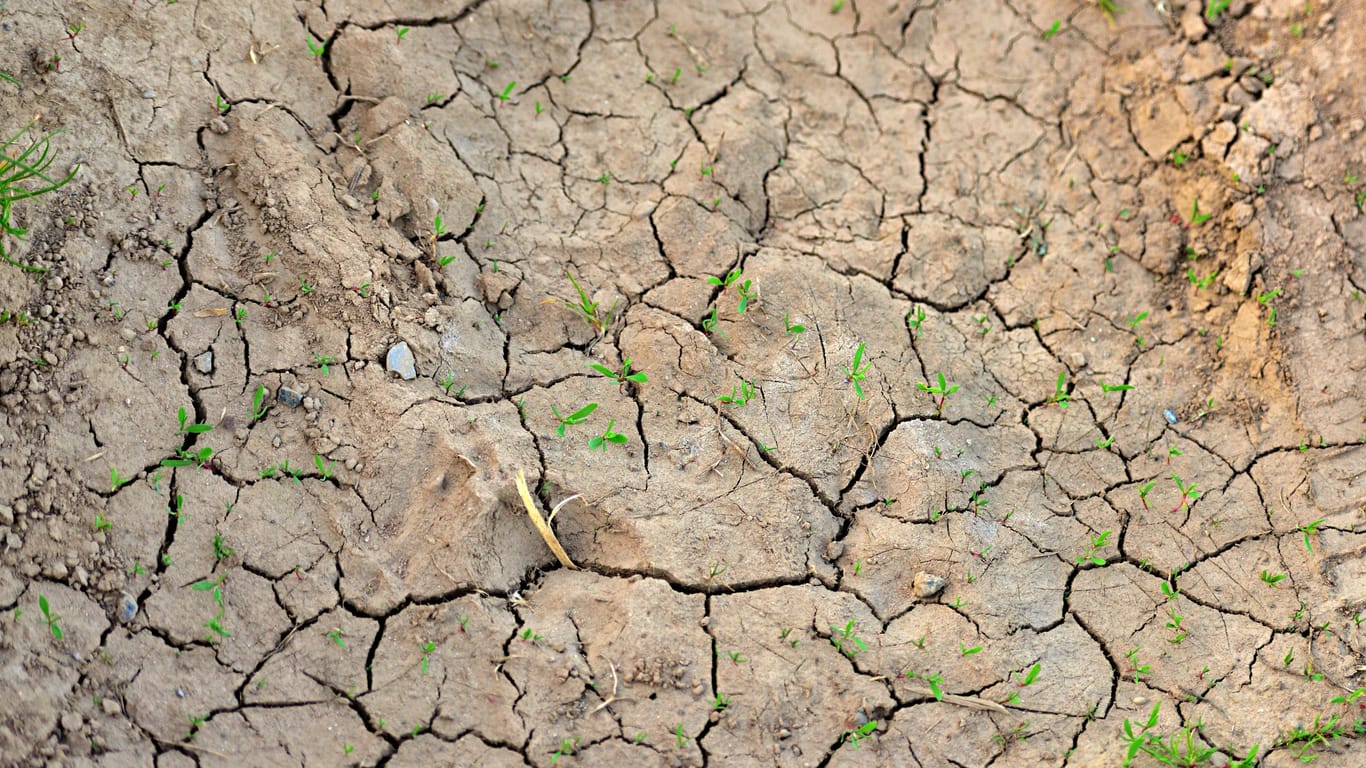 Trockenheit im Garten Pflanzen bei Sonne und fehlendem Regen schützen