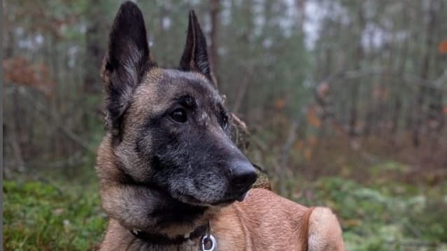 Hündin Angel aus dem Tierheim Nürnberg: Sie sucht sportliche Besitzer. Hündin Angel aus dem Tierheim Nürnberg: Sie sucht sportliche Besitzer.