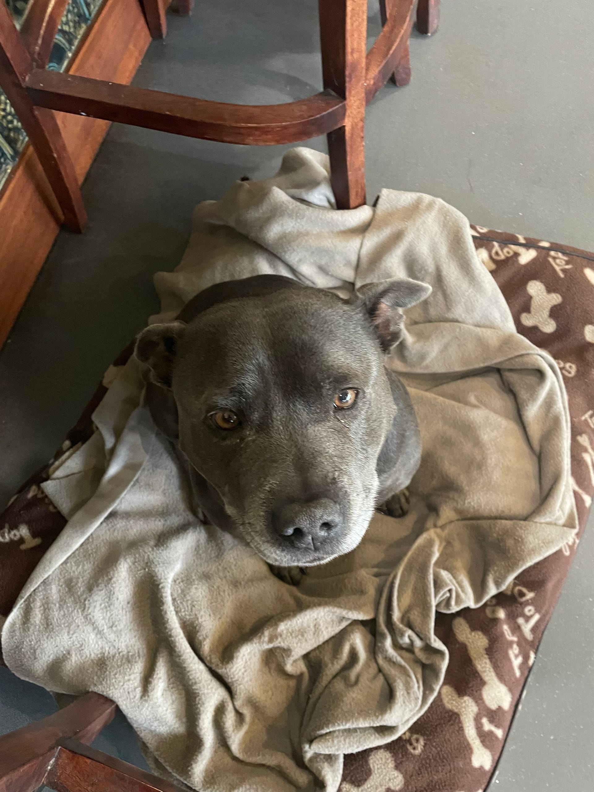 Frankie Blue: Der Staffordshire Bullterrier nimmt das Treiben im Restaurant gelassen.
